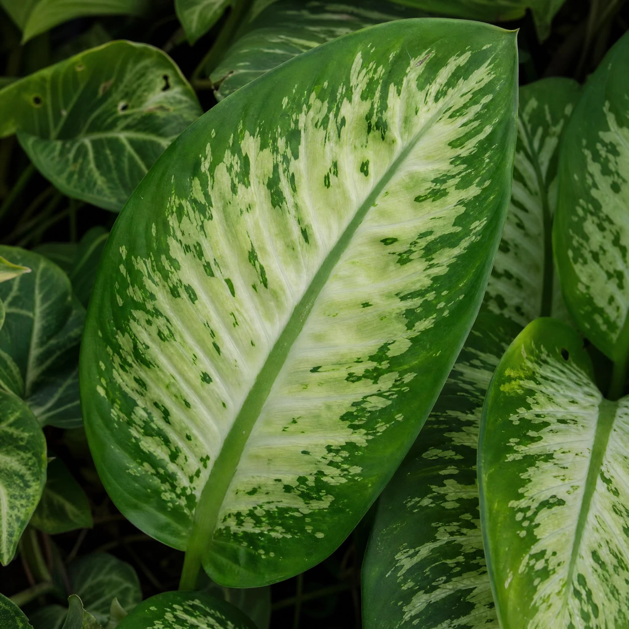 דיפנבכיה "אתנה" (dieffenbachia seguine athena) — תקריב עלים, משתלת הדר נוי