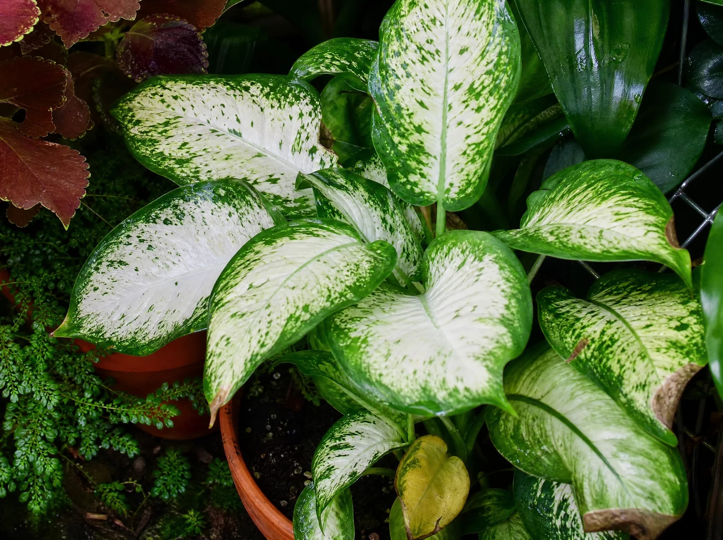 דיפנבכיה קמילה קומפקטה (dieffenbachia seguine camilla compacta) — תקריב עלים, משתלת הדר נוי