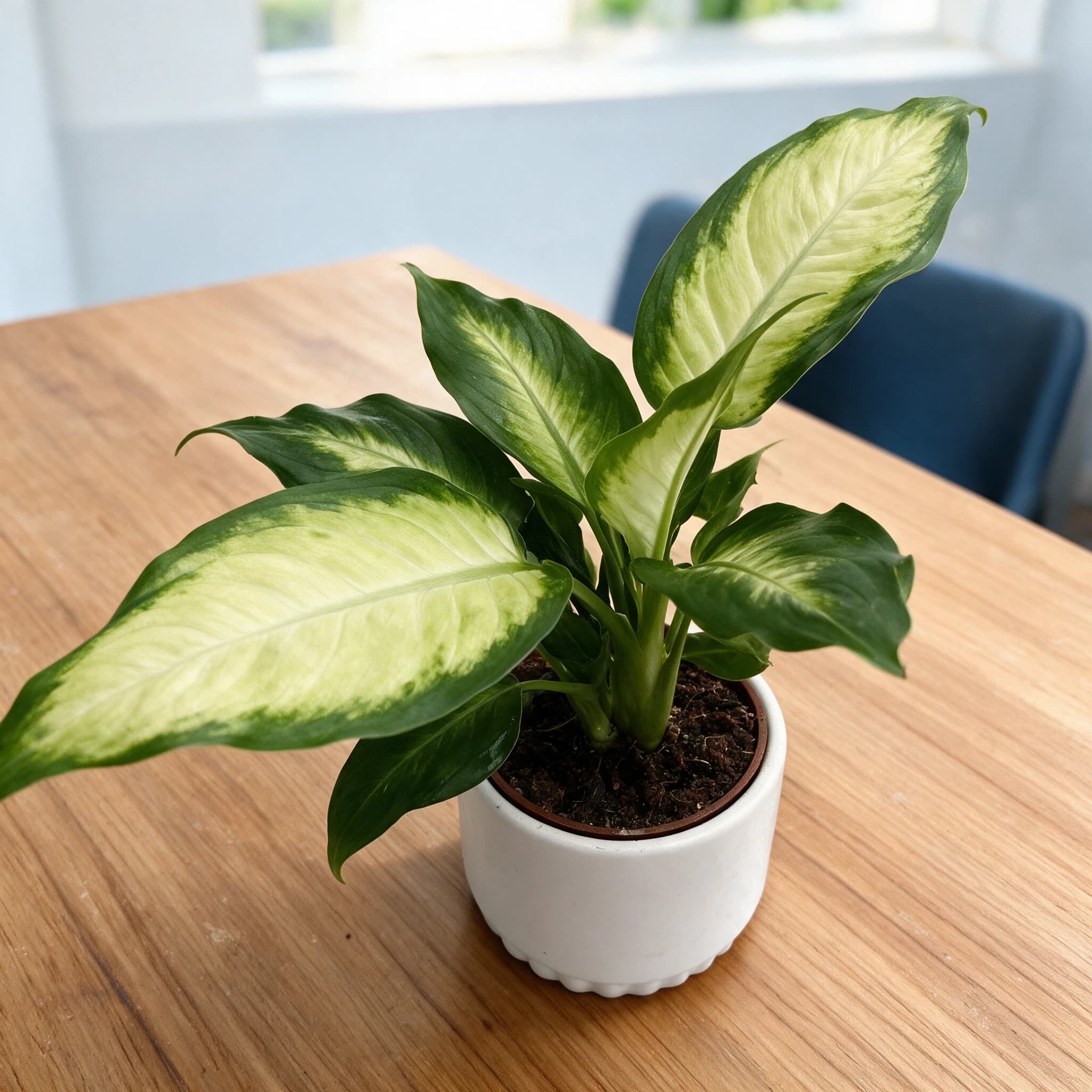 דיפנבכיה לינדה (dieffenbachia seguine linda), דיפנבכיה לינדה בעציץ לבן על שולחן אוכל מעץ, צמח בית בסלון ובמשרד, משתלת הדר נוי