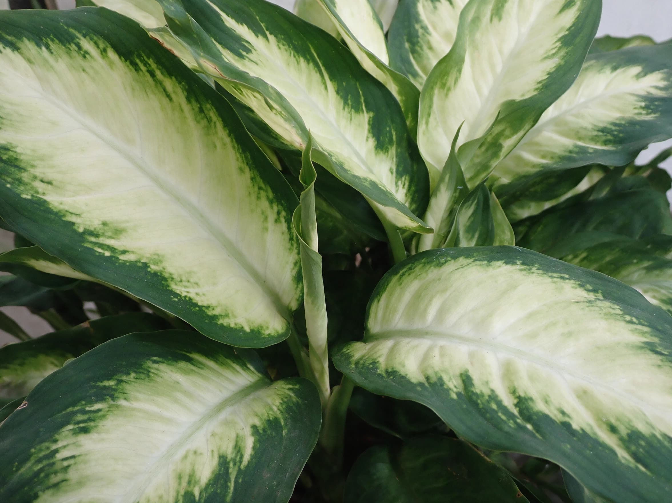 דיפנבכיה לינדה (dieffenbachia seguine linda) — תקריב עלים, משתלת הדר נוי