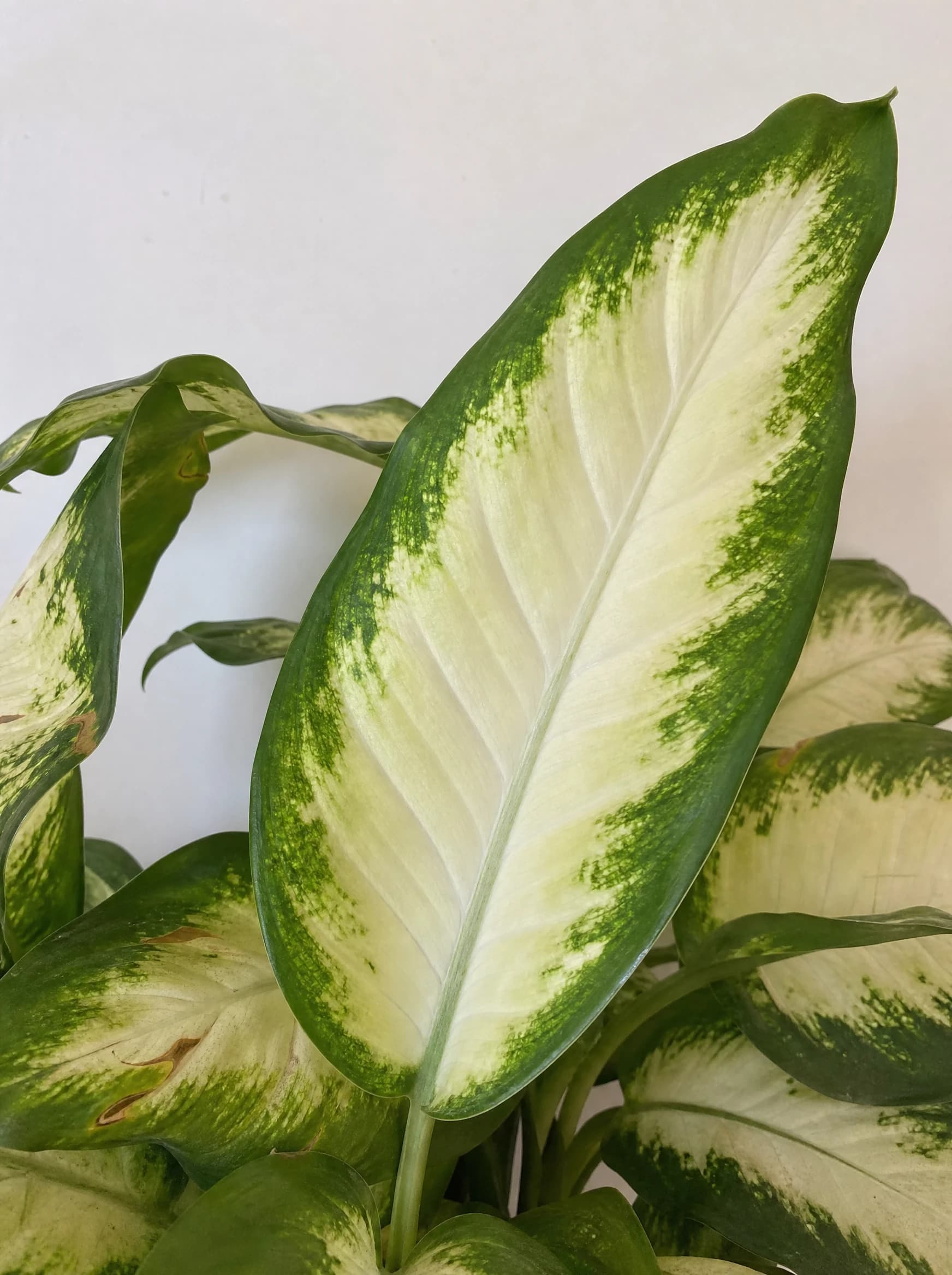 דיפנבכיה לינדה (dieffenbachia seguine linda) — תקריב עלים, משתלת הדר נוי