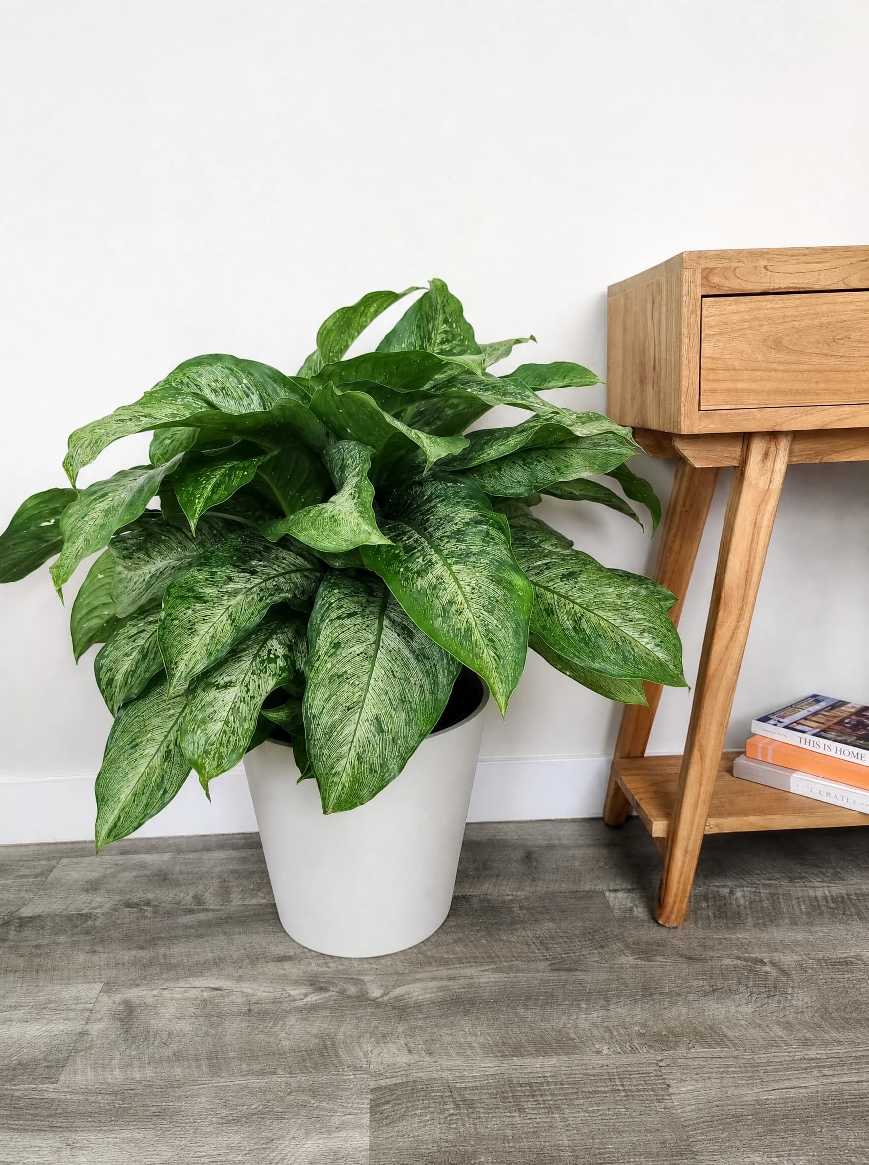 דיפנבכיה "ממוריה קורסיי" (dieffenbachia seguine memoria corsii), דיפנבכיה ממוריה קורסיי בעציץ לבן לצד שולחן צד מעץ, צמח בית בסלון ובמשרד, משתלת הדר נוי