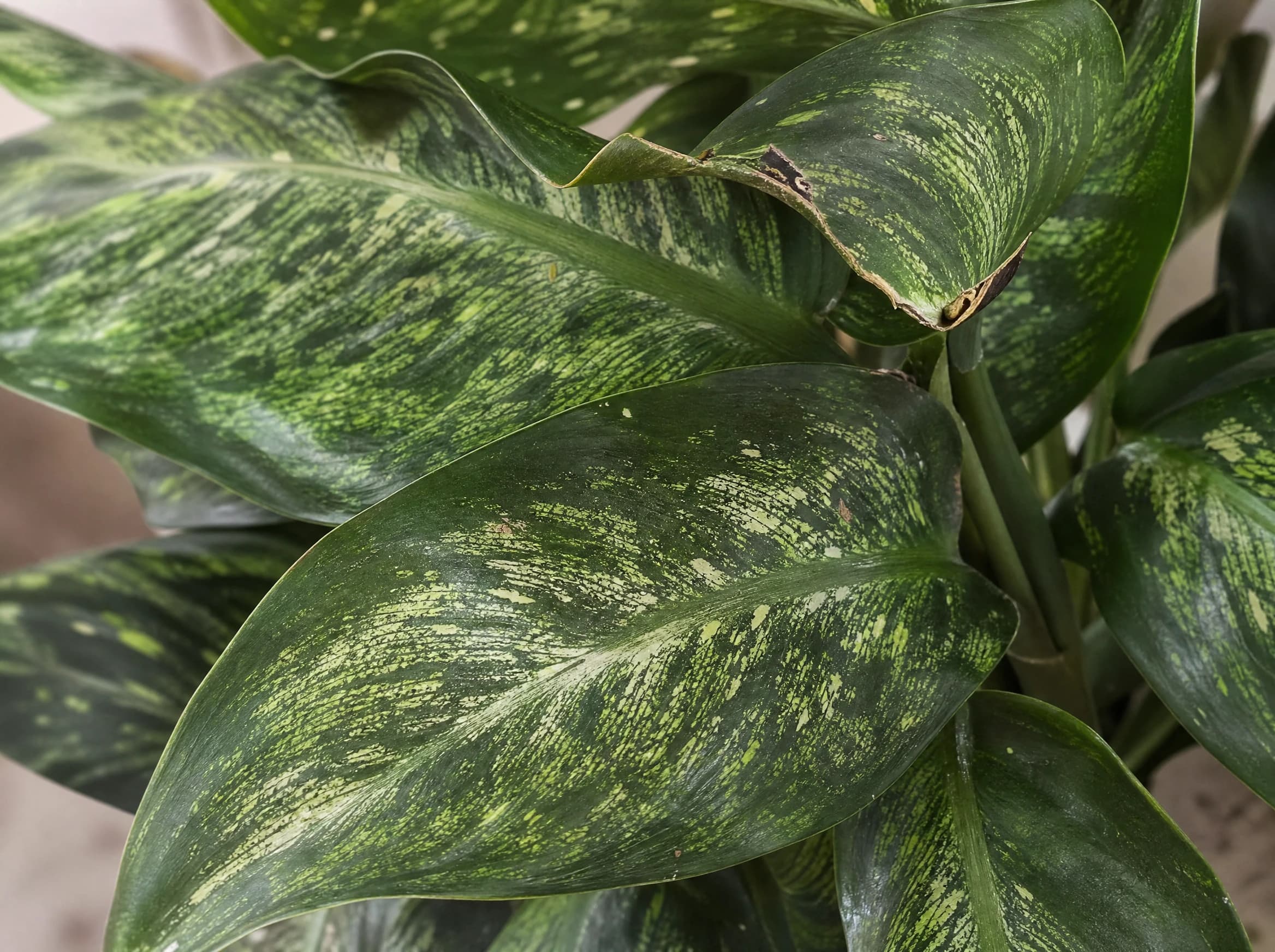 דיפנבכיה "ממוריה קורסיי" (dieffenbachia seguine memoria corsii) — תקריב עלים, משתלת הדר נוי
