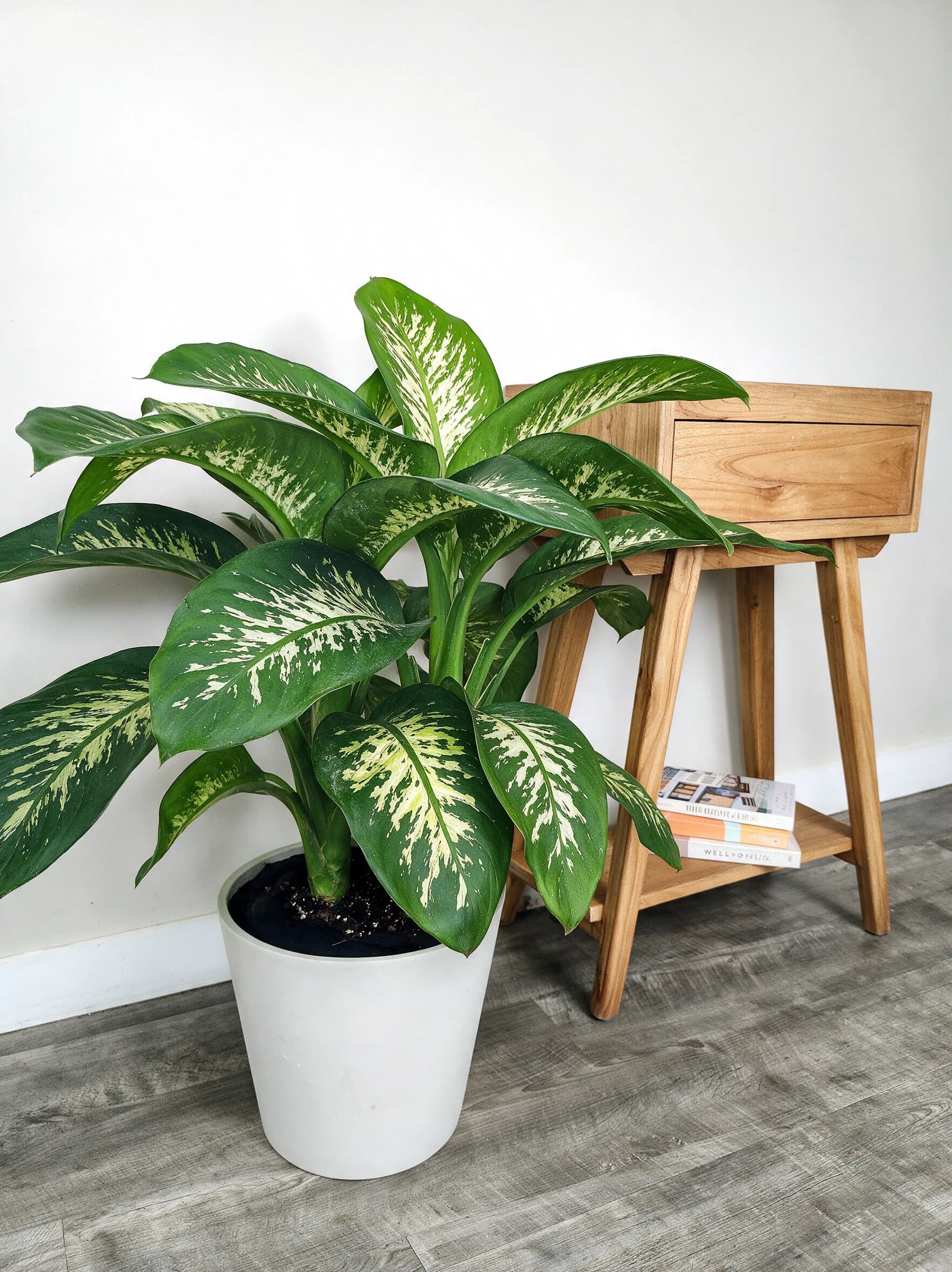 דיפנבכיה טרופיק (dieffenbachia seguine tropic), דיפנבכיה טרופיק בעציץ לבן על רצפה אפורה ליד שולחן צד, צמח בית בסלון ובמשרד, משתלת הדר נוי