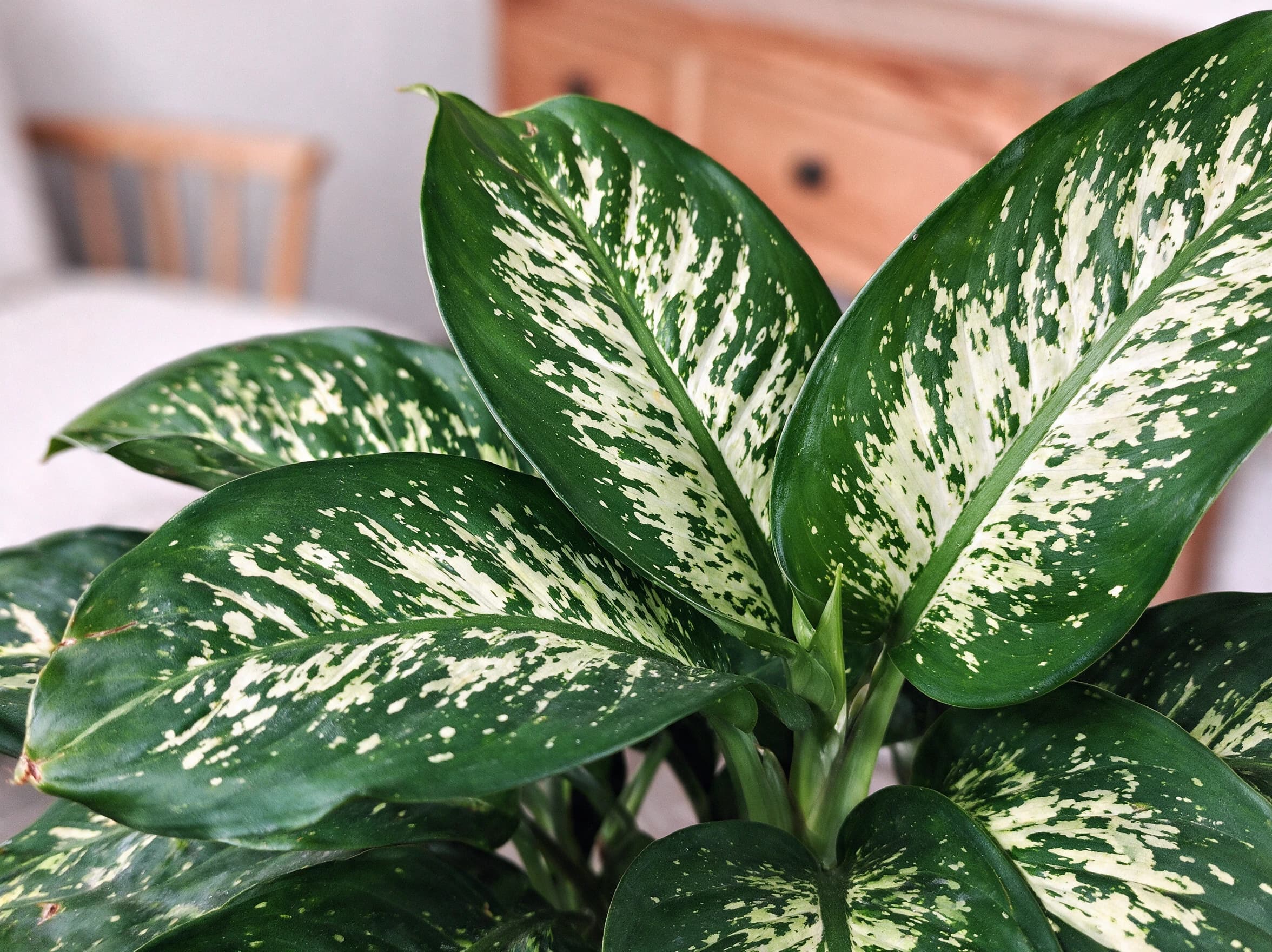 דיפנבכיה טרופיק (dieffenbachia seguine tropic) — תקריב עלים, משתלת הדר נוי