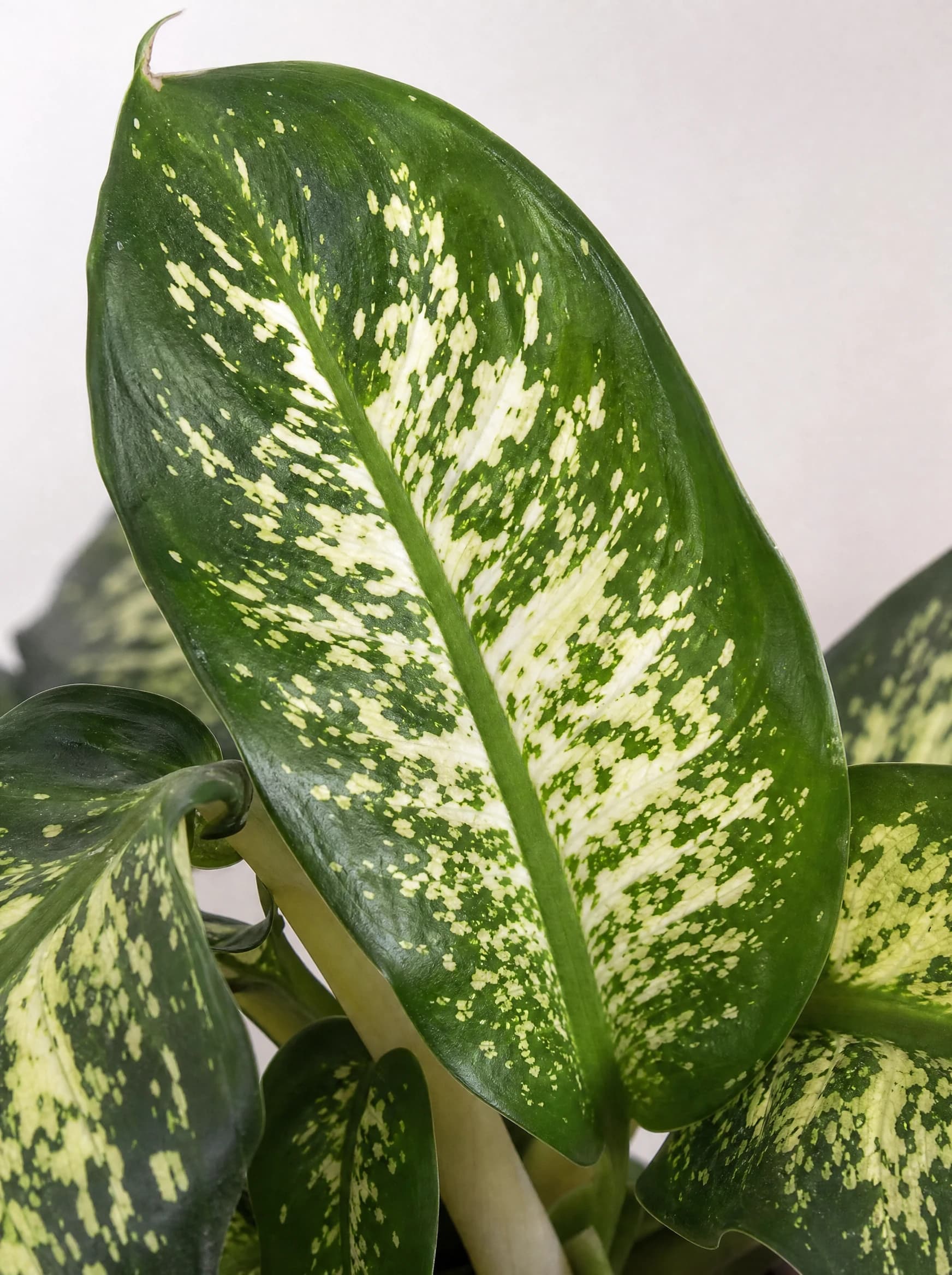 דיפנבכיה טרופיק (dieffenbachia seguine tropic) — תקריב עלים, משתלת הדר נוי
