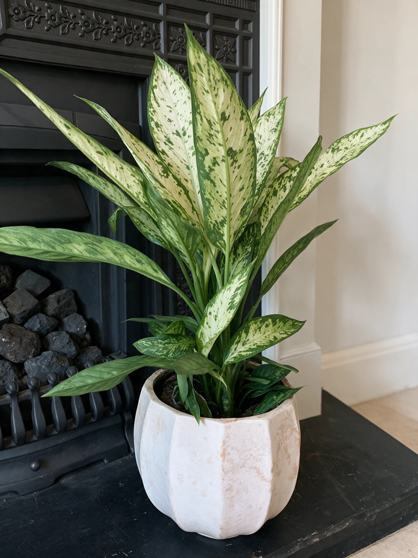 דיפנבכיה וזוביוס (dieffenbachia seguine vesuvius), דיפנבכיה בעציץ אבן בהיר מול אח ברזל יצוק בסלון, צמח בית בסלון ובמשרד, משתלת הדר נוי