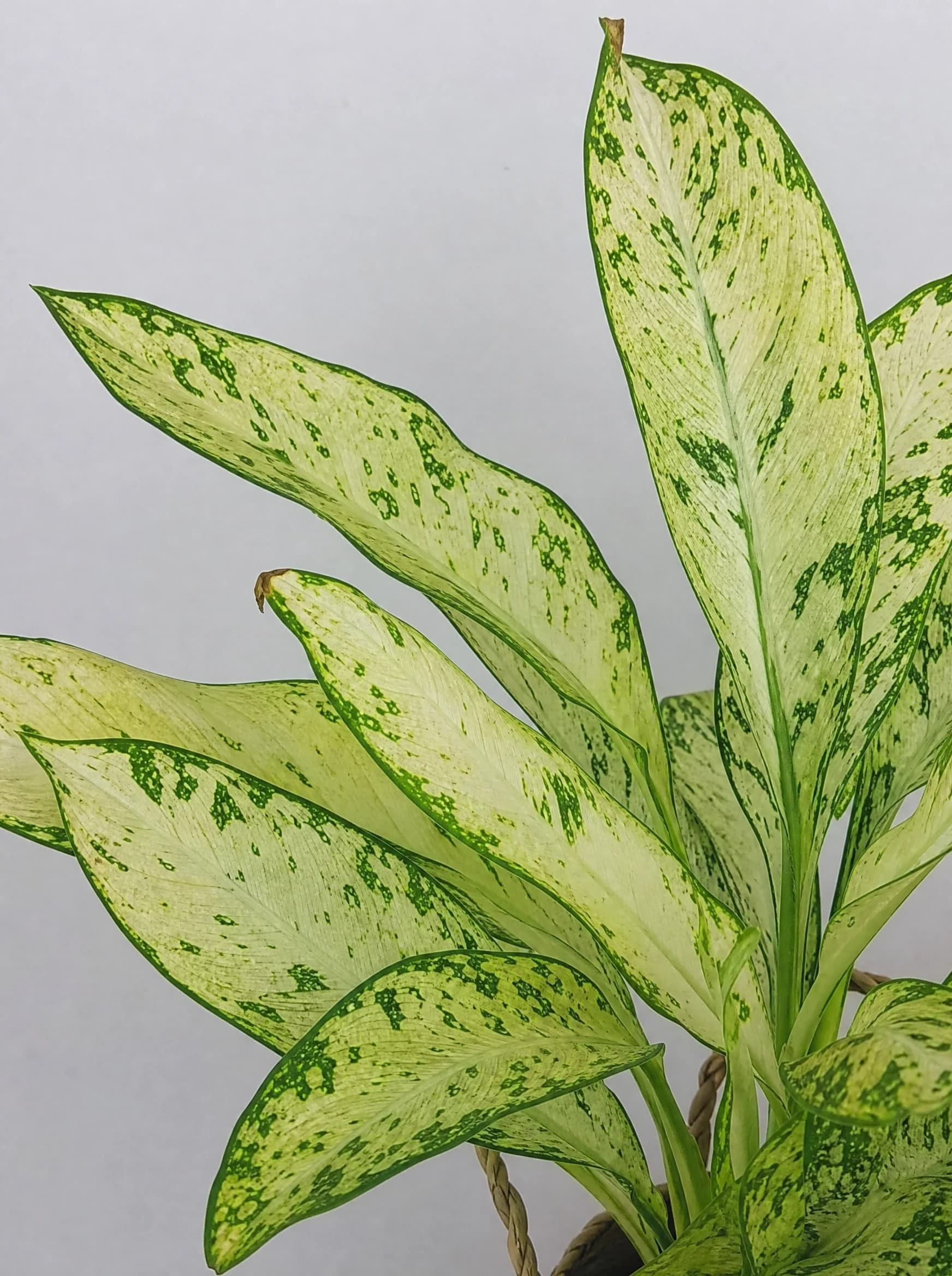 דיפנבכיה וזוס (dieffenbachia seguine vesuvius) — תקריב עלים, משתלת הדר נוי