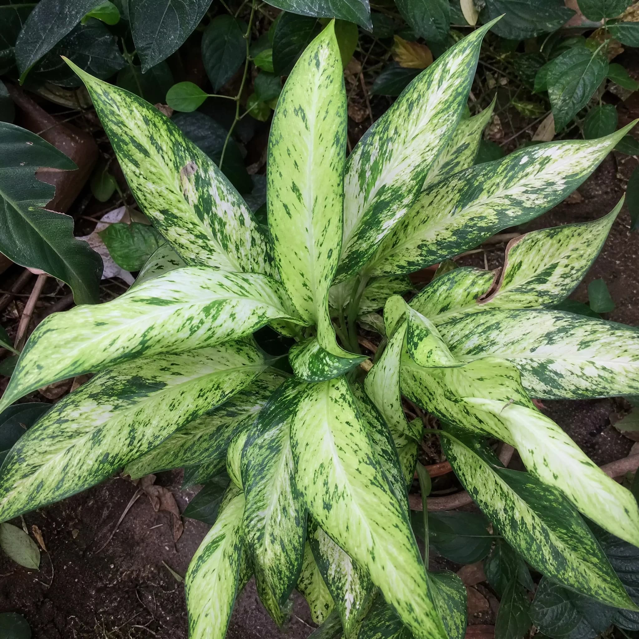 דיפנבכיה וזוס (dieffenbachia seguine vesuvius) — תקריב עלים, משתלת הדר נוי