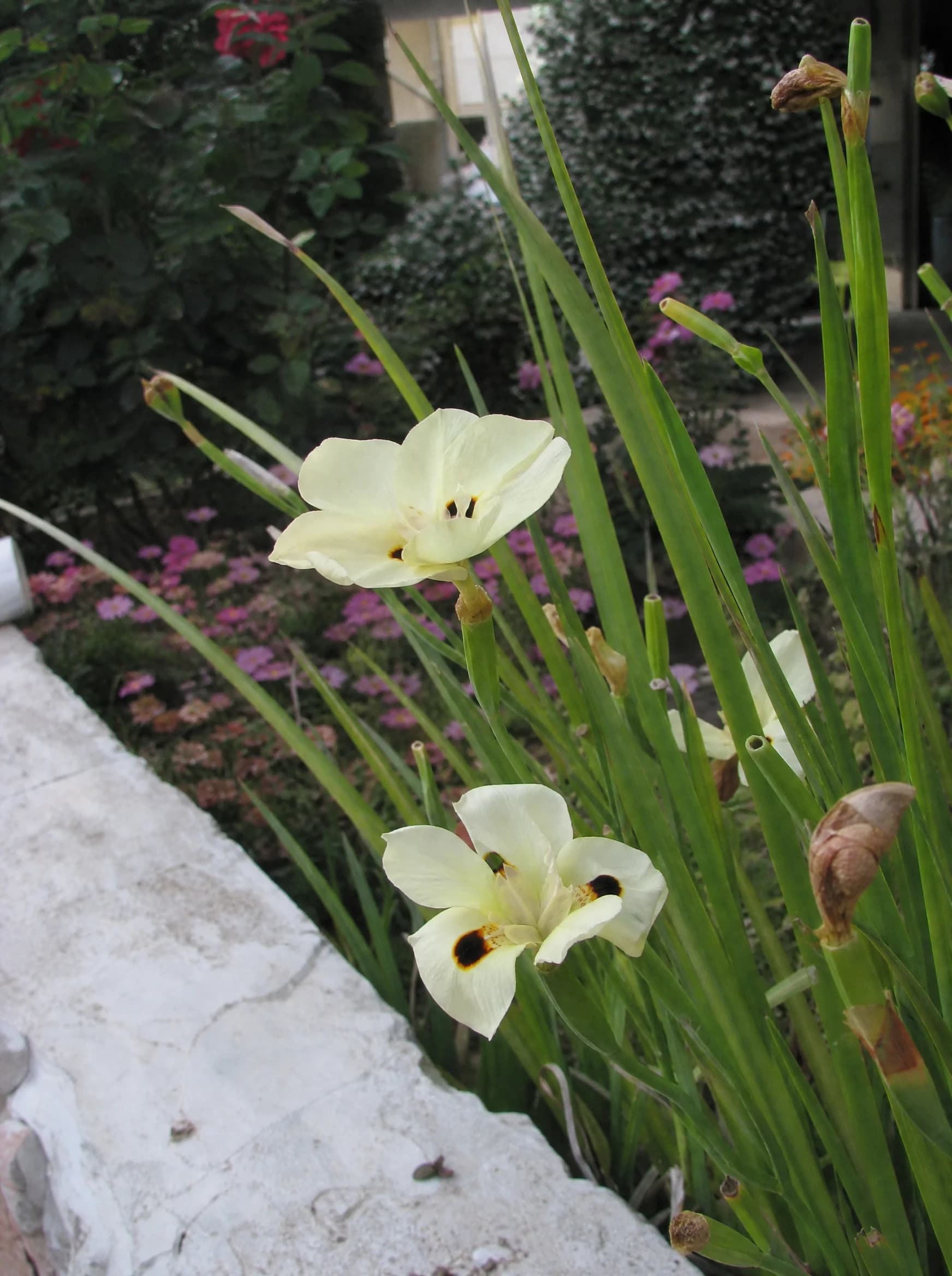 דייטס דו גוני (dietes bicolor) — דייטס דו-גוני פורח בקרם עם כתמים חומים בערוגה צרה לצד אבן שפה — גבול ערוגה ושוליים, משתלת הדר נוי