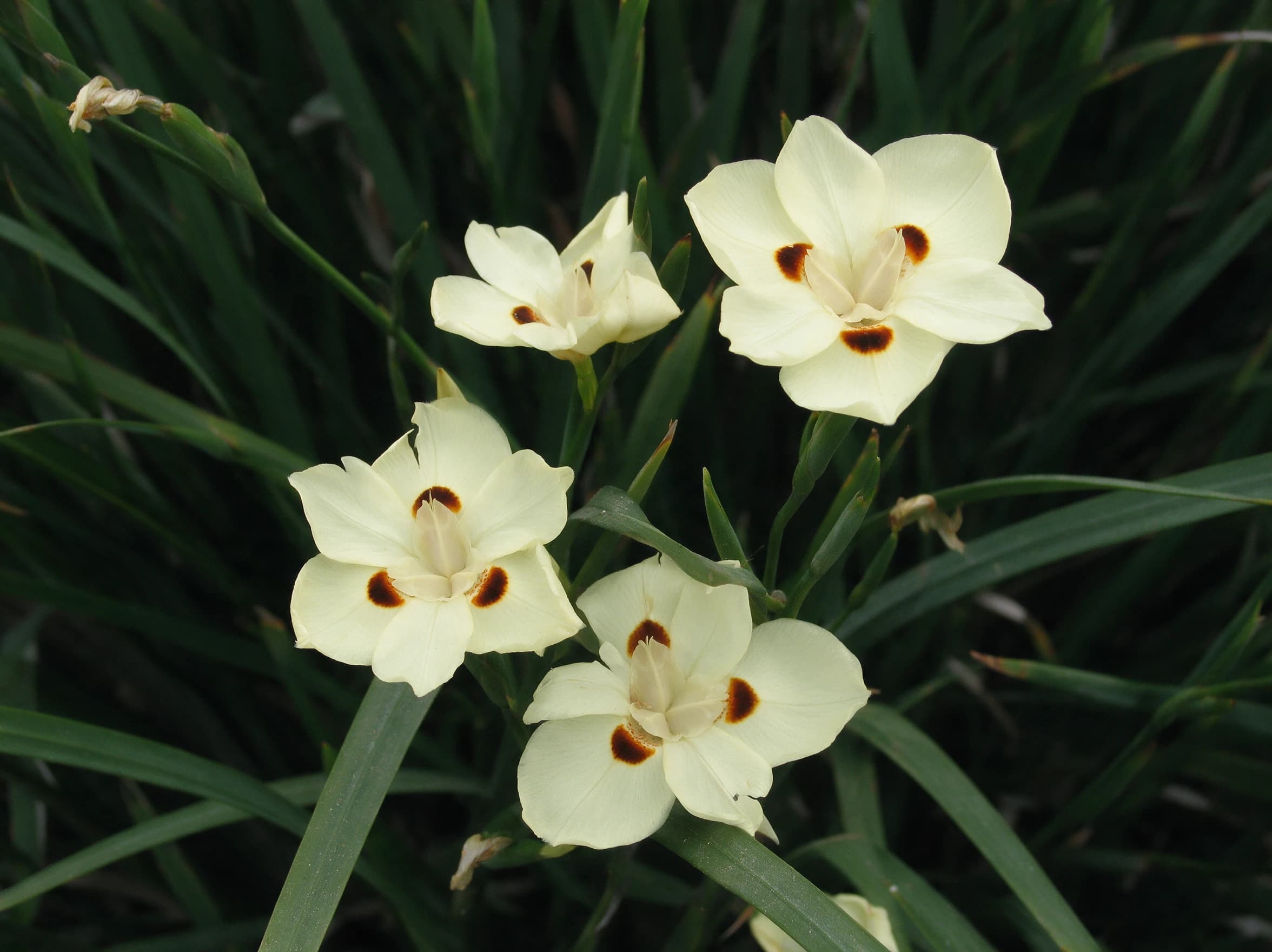 דייטס דו גוני (dietes bicolor) — תקריב פריחה, משתלת הדר נוי