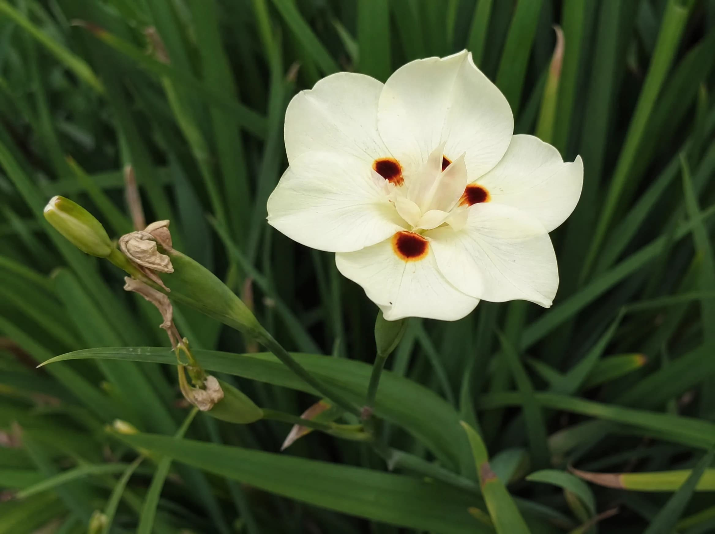 דייטס דו גוני (dietes bicolor) — תקריב פריחה, משתלת הדר נוי