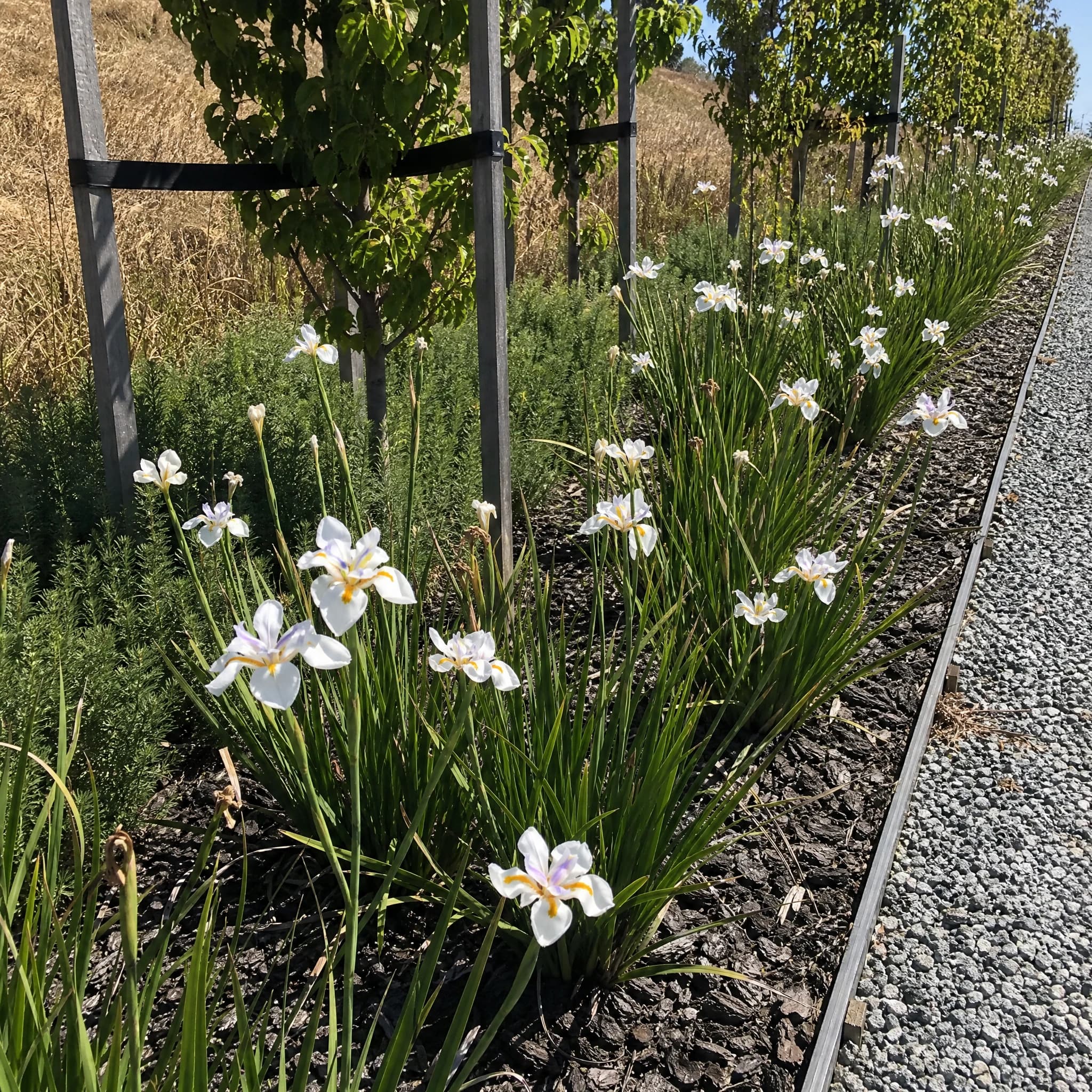 דייטס גרנדיפלורה (dietes grandiflora) — שורת דייטס גרנדיפלורה פורחת בלבן לאורך שביל חצץ עם קצה מתכת — גבול ערוגה ושוליים, משתלת הדר נוי