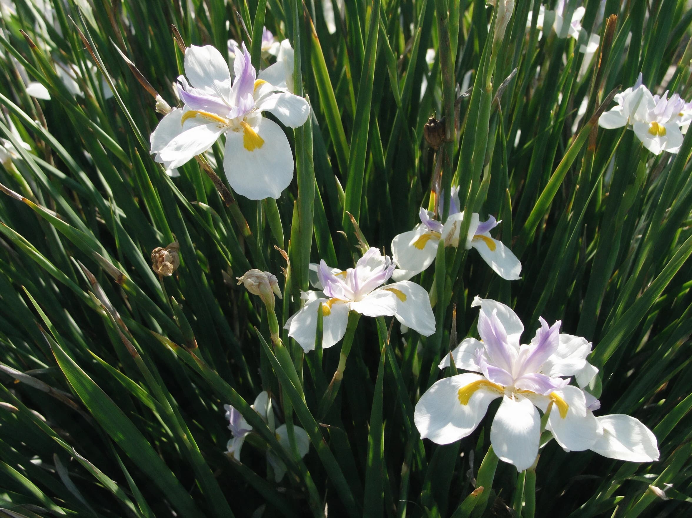 דייטס גרנדיפלורה (dietes grandiflora) — תקריב פריחה, משתלת הדר נוי