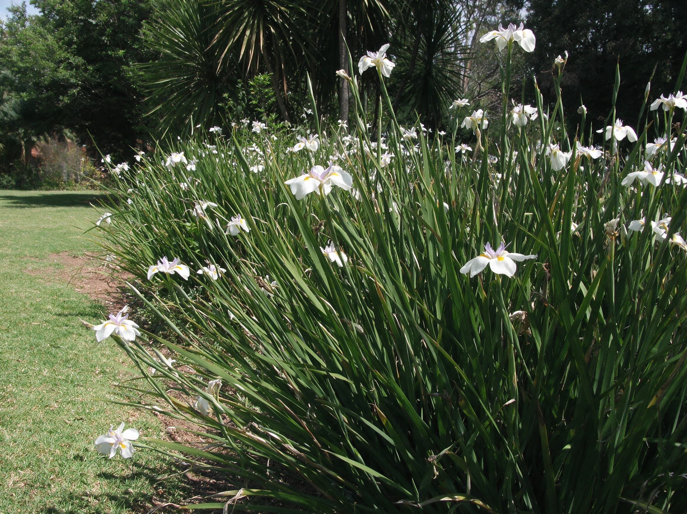 דייטס גרנדיפלורה (dietes grandiflora) — מסת דייטס גרנדיפלורה פורחת בלבן בערוגה בשולי מדשאה — שתילה במסה, משתלת הדר נוי