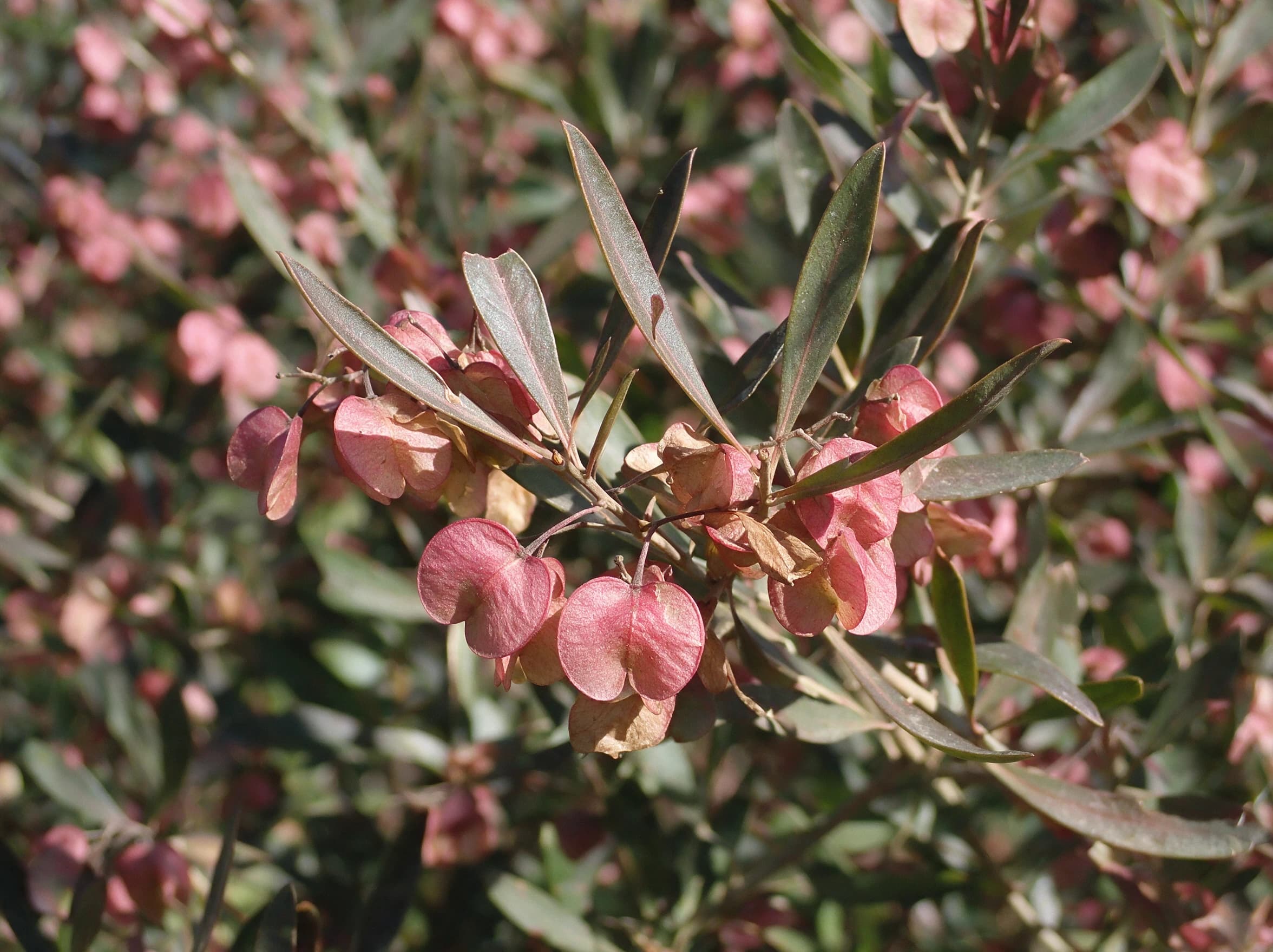 דודנאה דנה (dodonaea viscosa) — תקריב פרי, משתלת הדר נוי