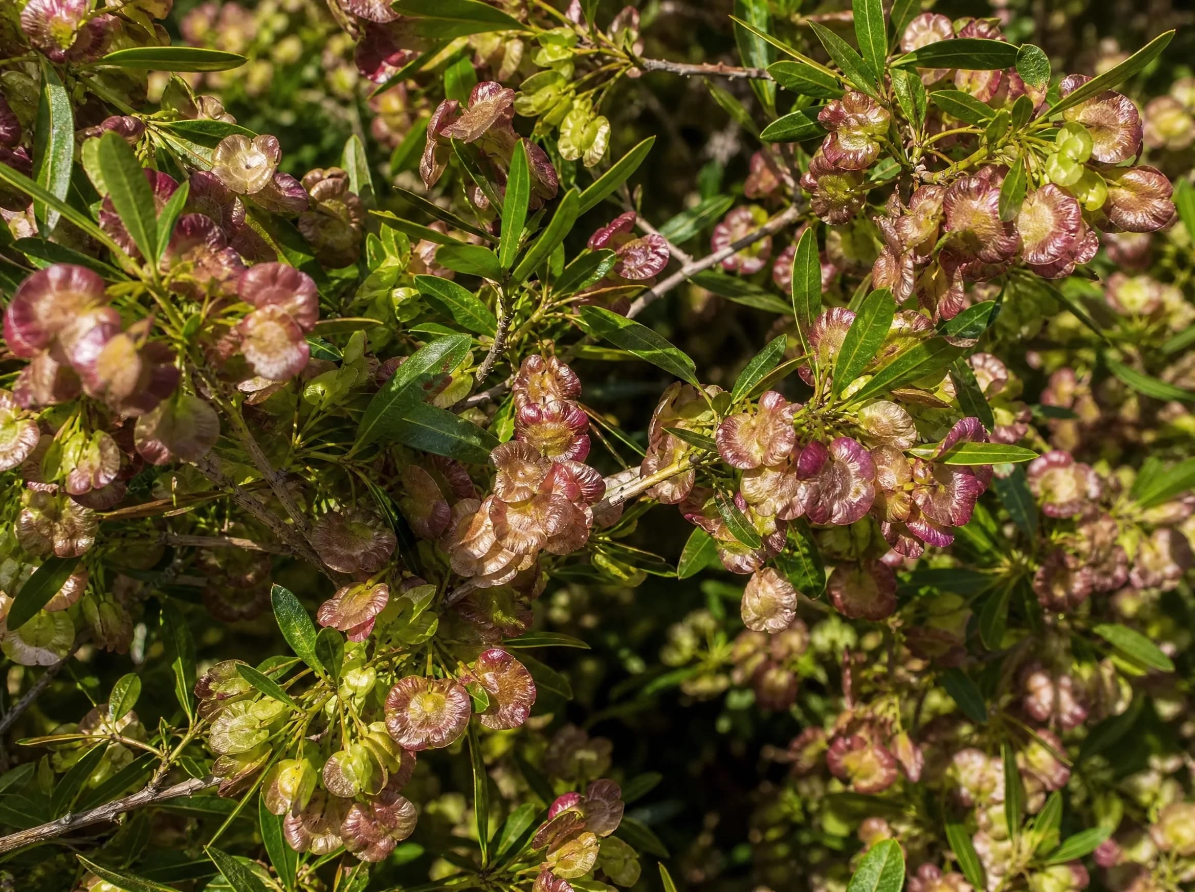 דודנאה דנה (dodonaea viscosa) — תקריב פרי, משתלת הדר נוי