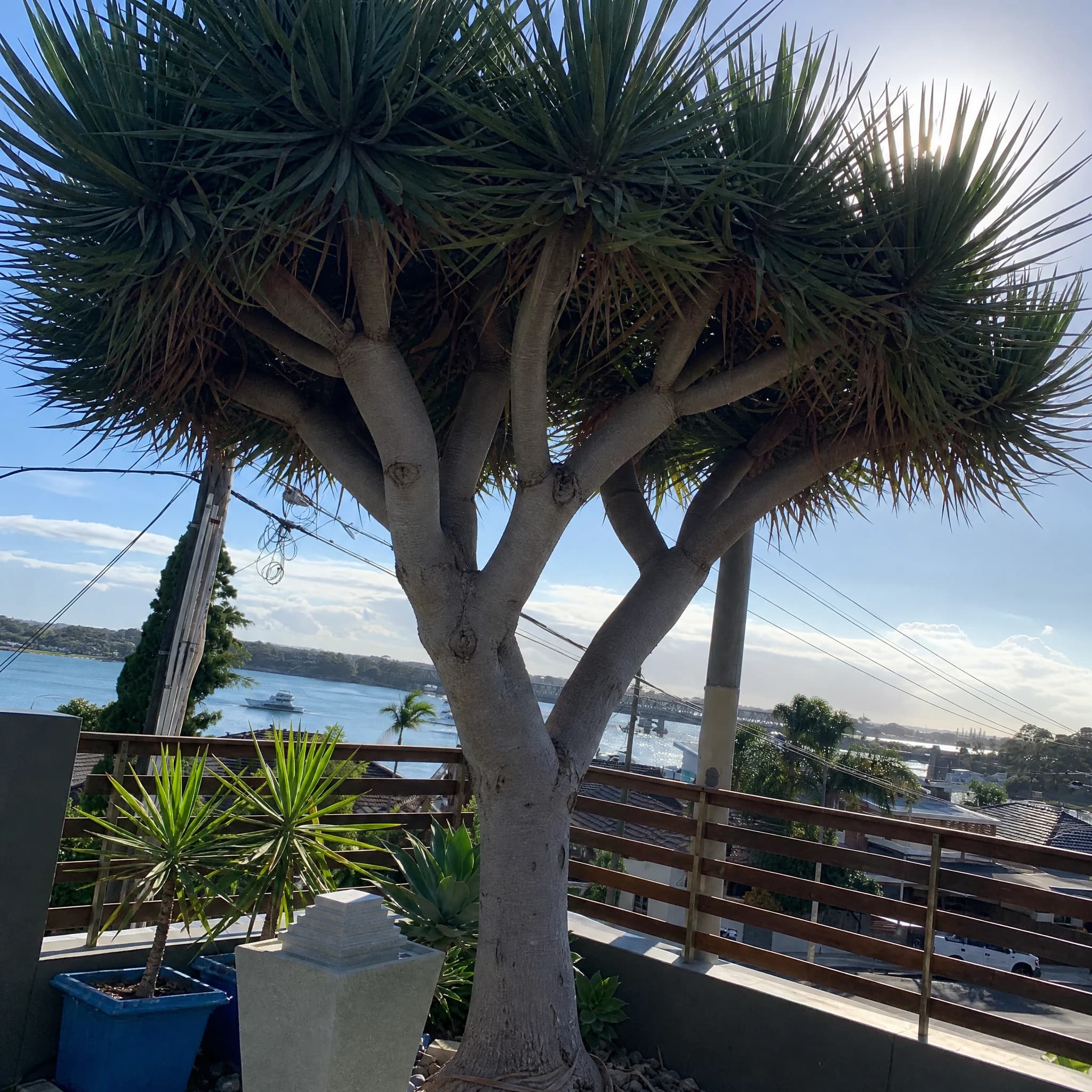 דרצנה דרקו (dracaena draco) — עץ דרקון בוגר עם צמרת שמשייה במרפסת גינה מול מפרץ — צמח מבטא בגינה, משתלת הדר נוי