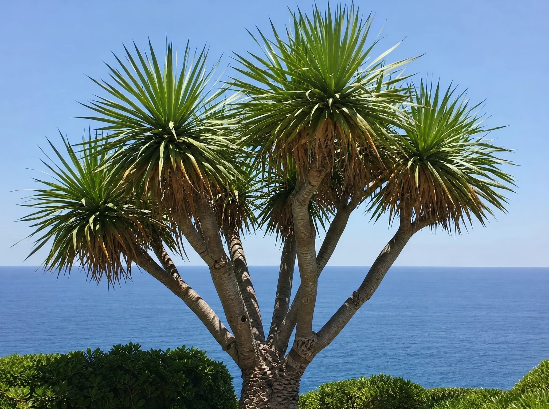 דרצנה דרקו (dracaena draco) — עץ דרקון מסתעף על רקע הים בגינה על צוק — צמח מבטא בגינה, משתלת הדר נוי