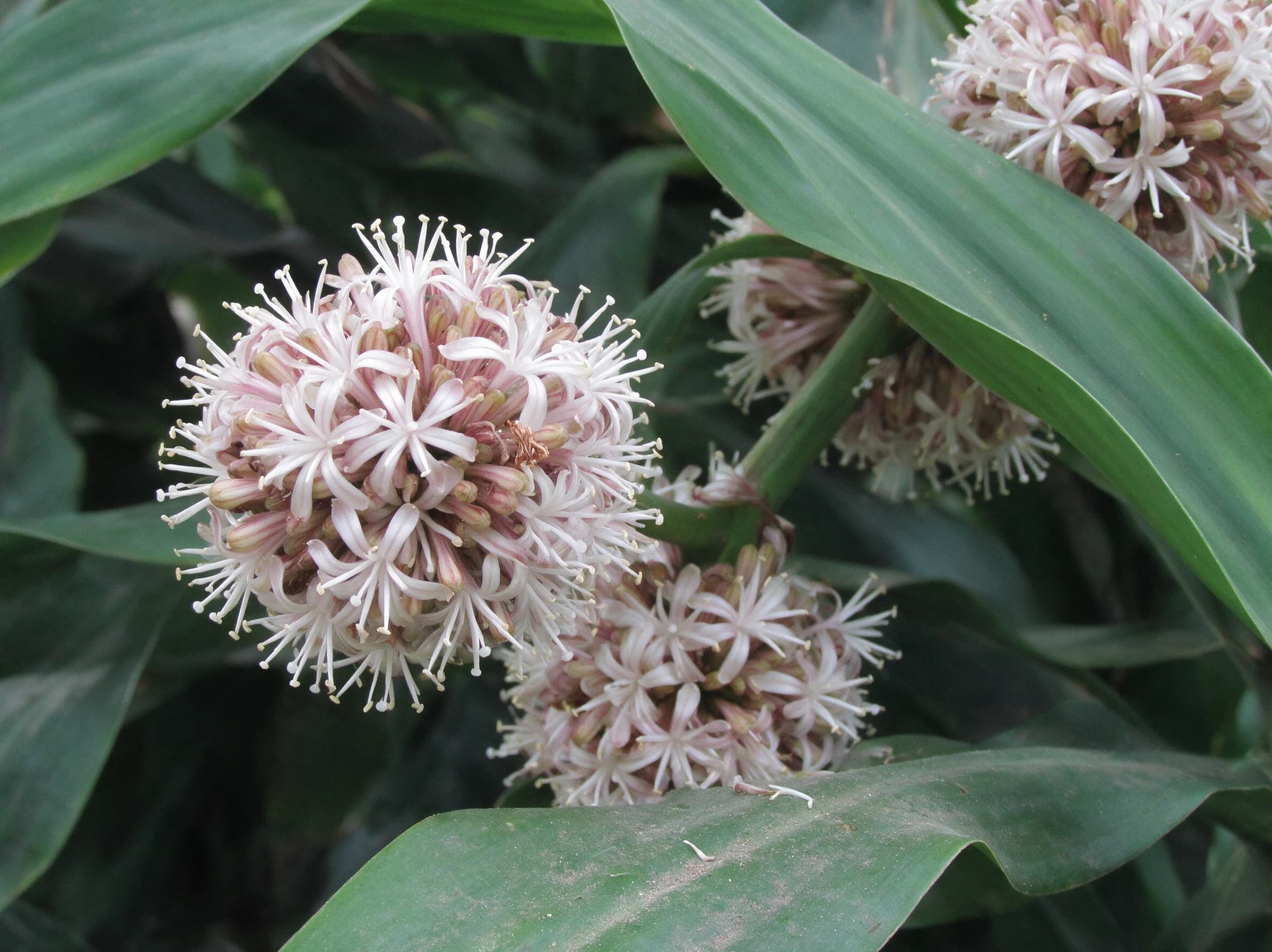 דרצנה מיקס זנים (dracaena fragrans) — תקריב פריחה, משתלת הדר נוי