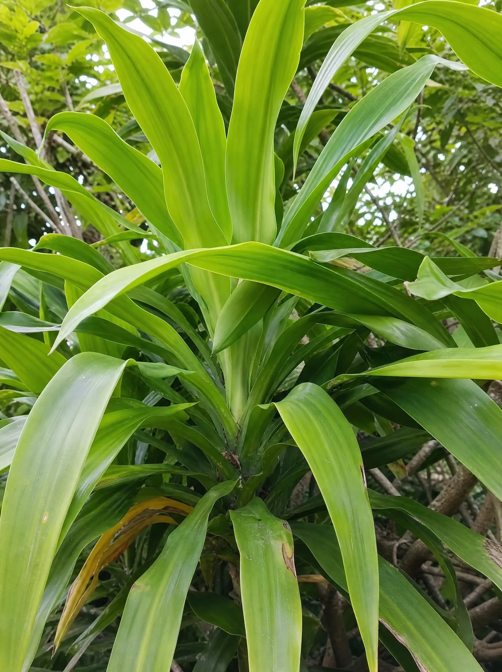 דרצנה מיקס זנים (dracaena fragrans) — תקריב עלים, משתלת הדר נוי