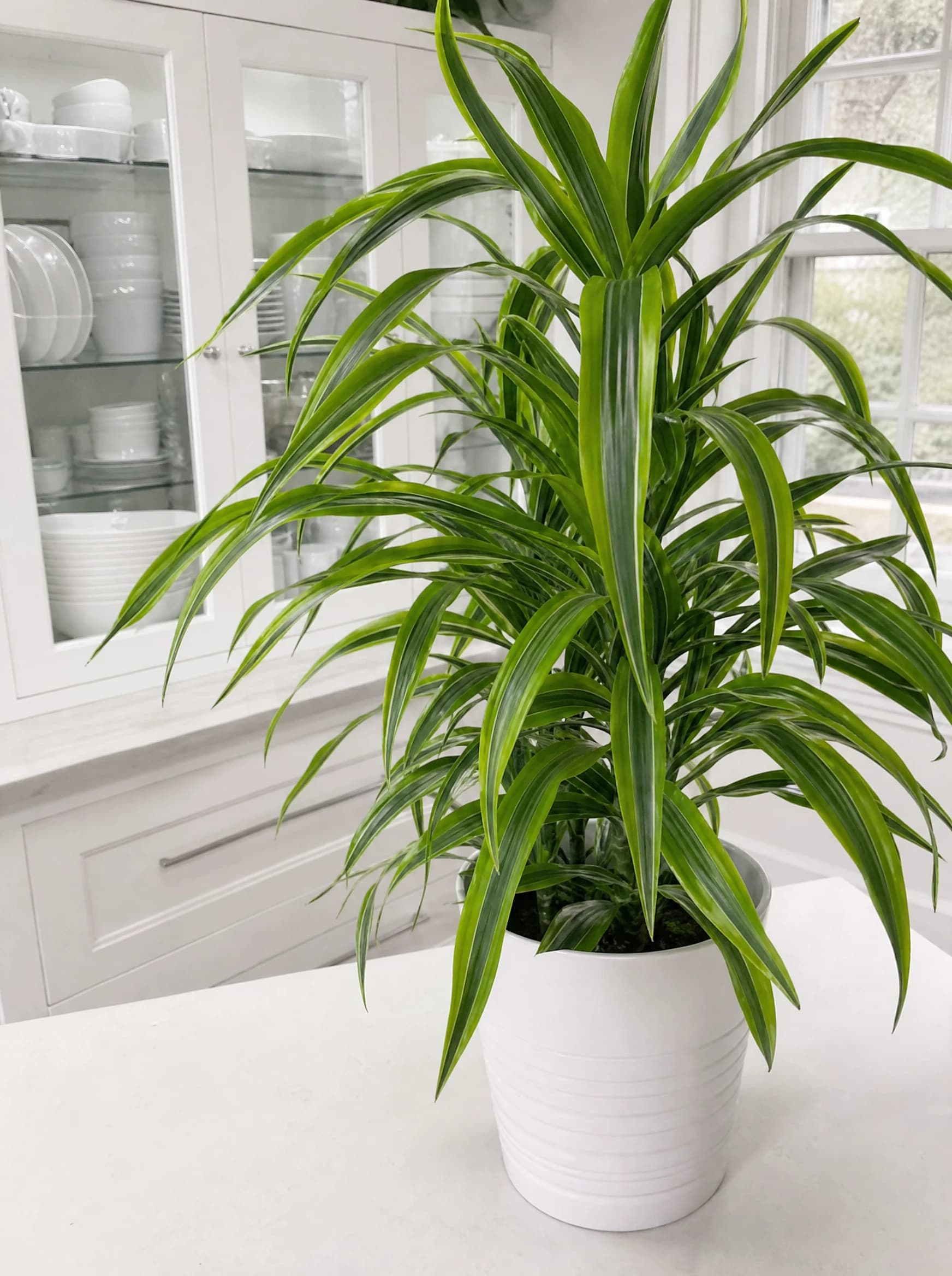 דרצנה למון ליים (dracaena fragrans lemon lime), דרצנה למון ליים בעציץ לבן בחדר מואר, צמח בית בסלון ובמשרד, משתלת הדר נוי
