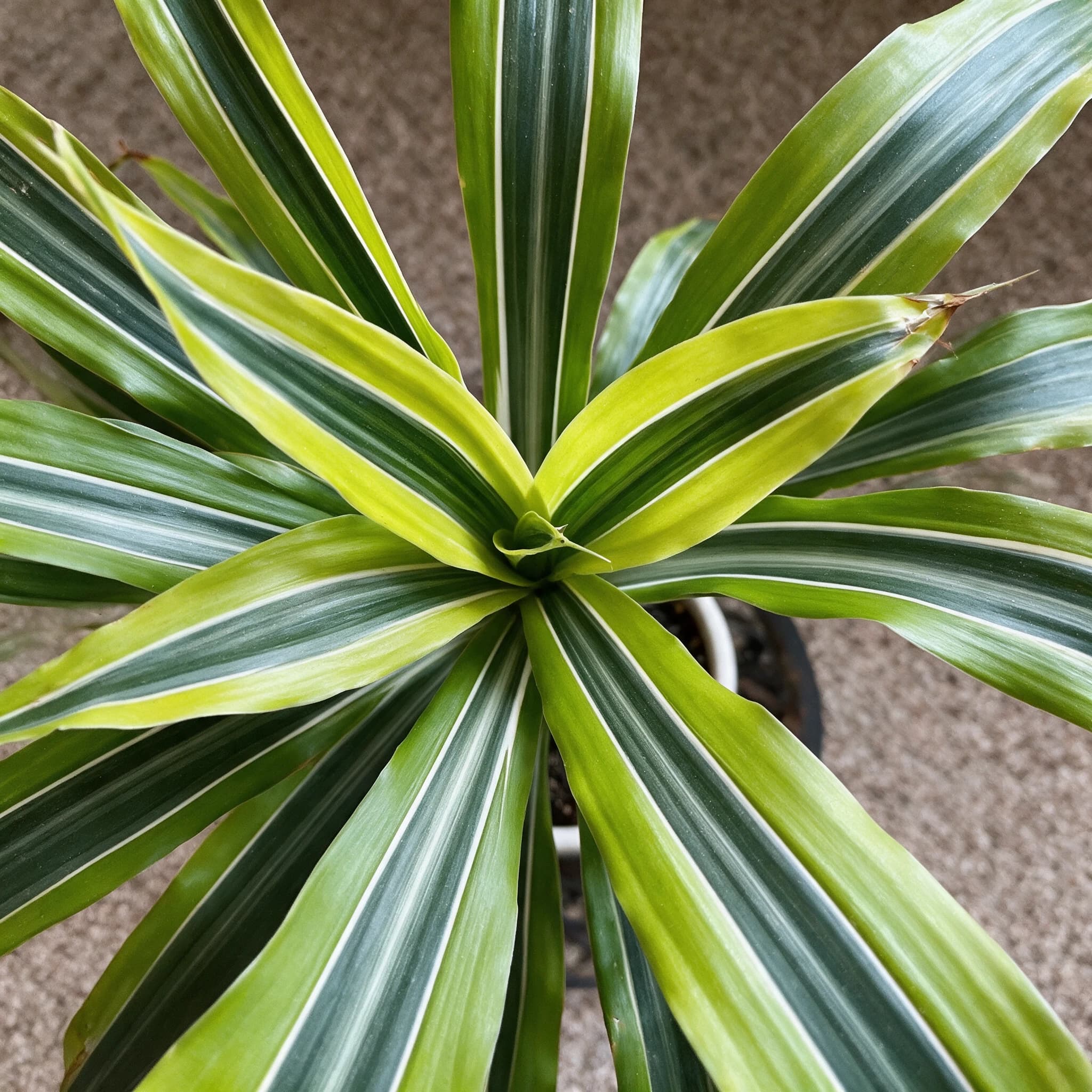 דרצנה למון ליים (dracaena fragrans lemon lime) — תקריב עלים, משתלת הדר נוי