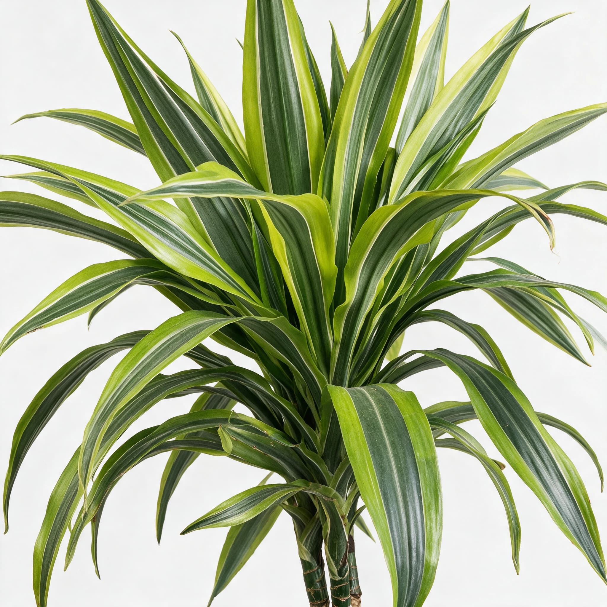 דרצנה למון ליים (dracaena fragrans lemon lime) — תקריב עלים, משתלת הדר נוי