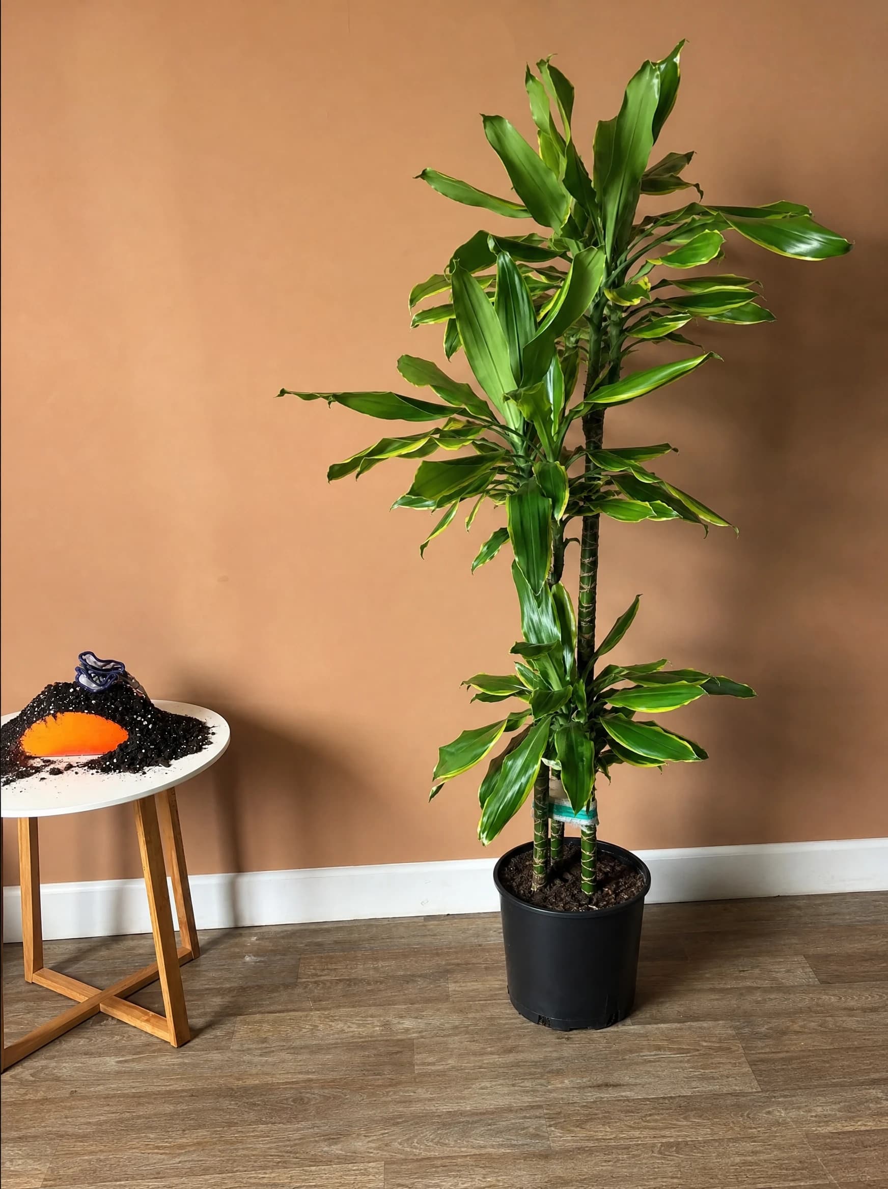 דרצנה גזע מפוצל "סטדורי" (dracaena fragrans steudneri), דרצנה סטדורי גבוהה על רקע קיר בגוון אפרסק, צמח בית בסלון ובמשרד, משתלת הדר נוי