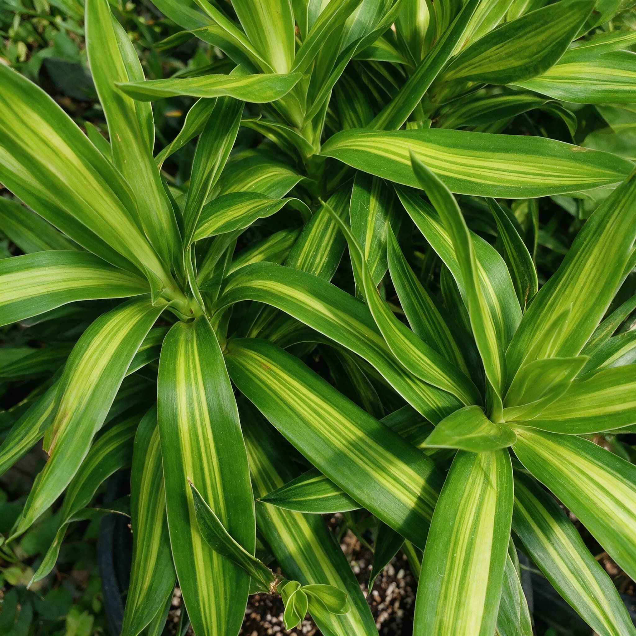 דרצנה ג'מייקה שלישיה (dracaena reflexa jamaica) — תקריב עלים, משתלת הדר נוי