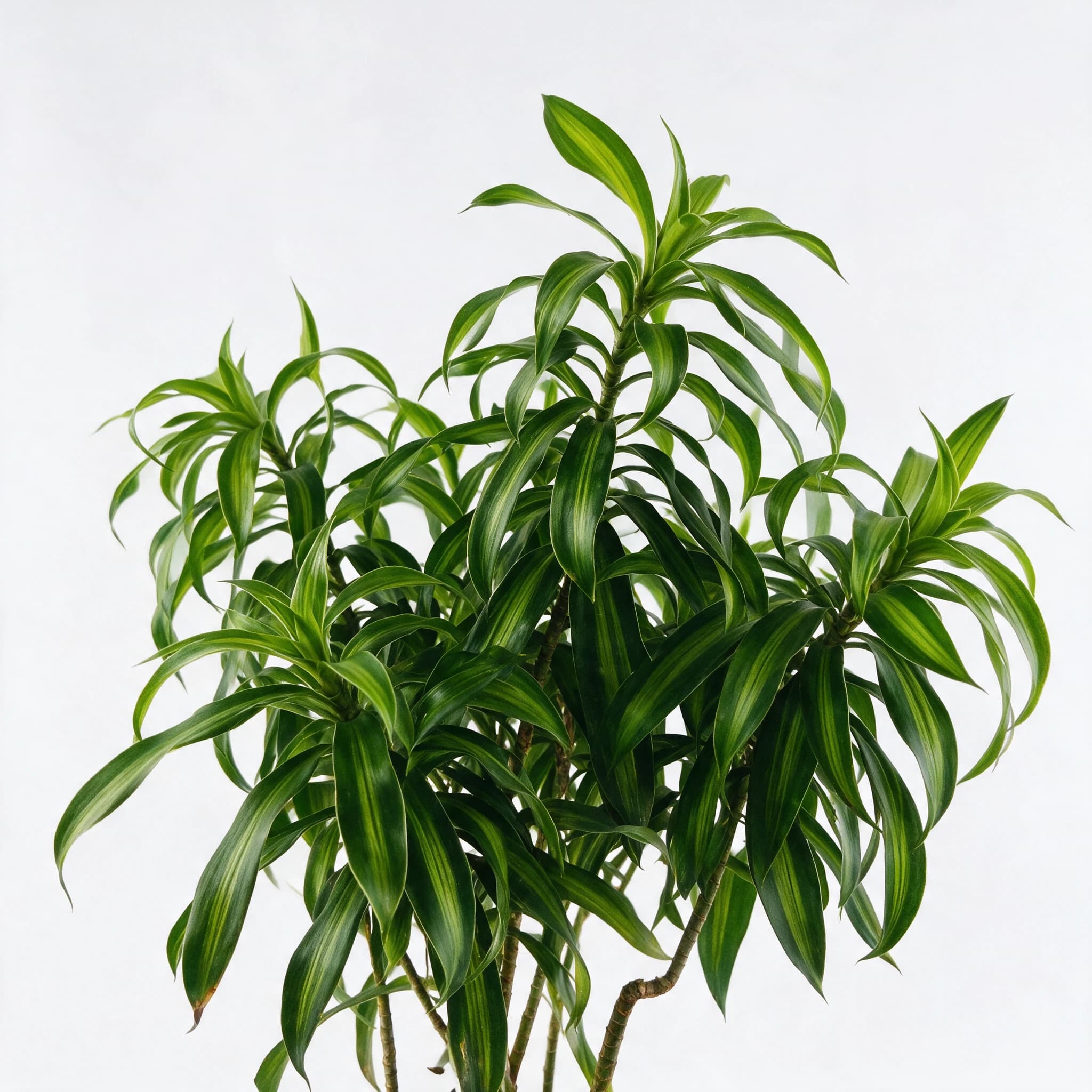 דרצנה ג'מייקה שלישיה (dracaena reflexa jamaica) — תקריב עלים, משתלת הדר נוי