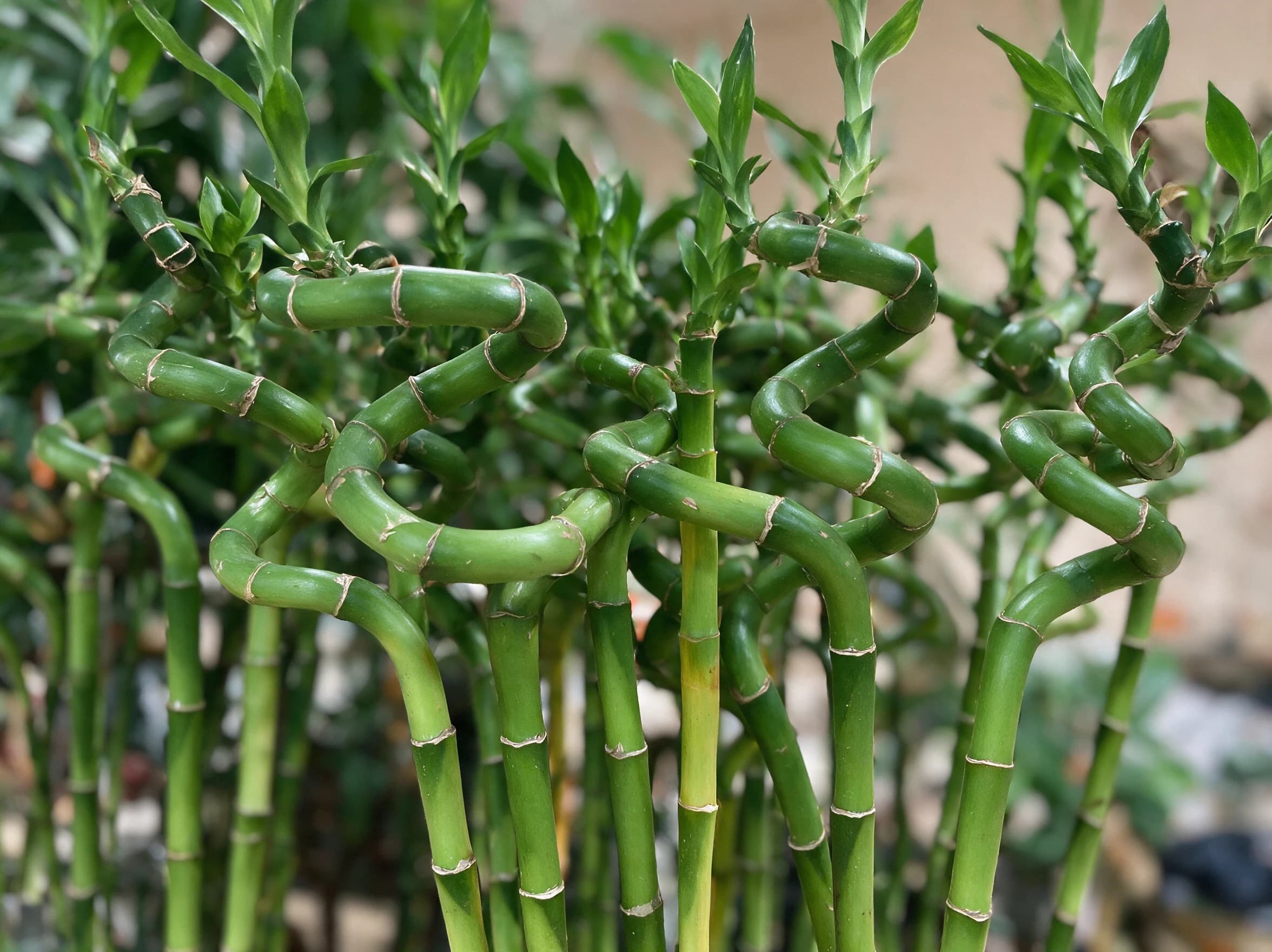 לאקי במבוק (dracaena sanderiana) — תקריב עלים, משתלת הדר נוי