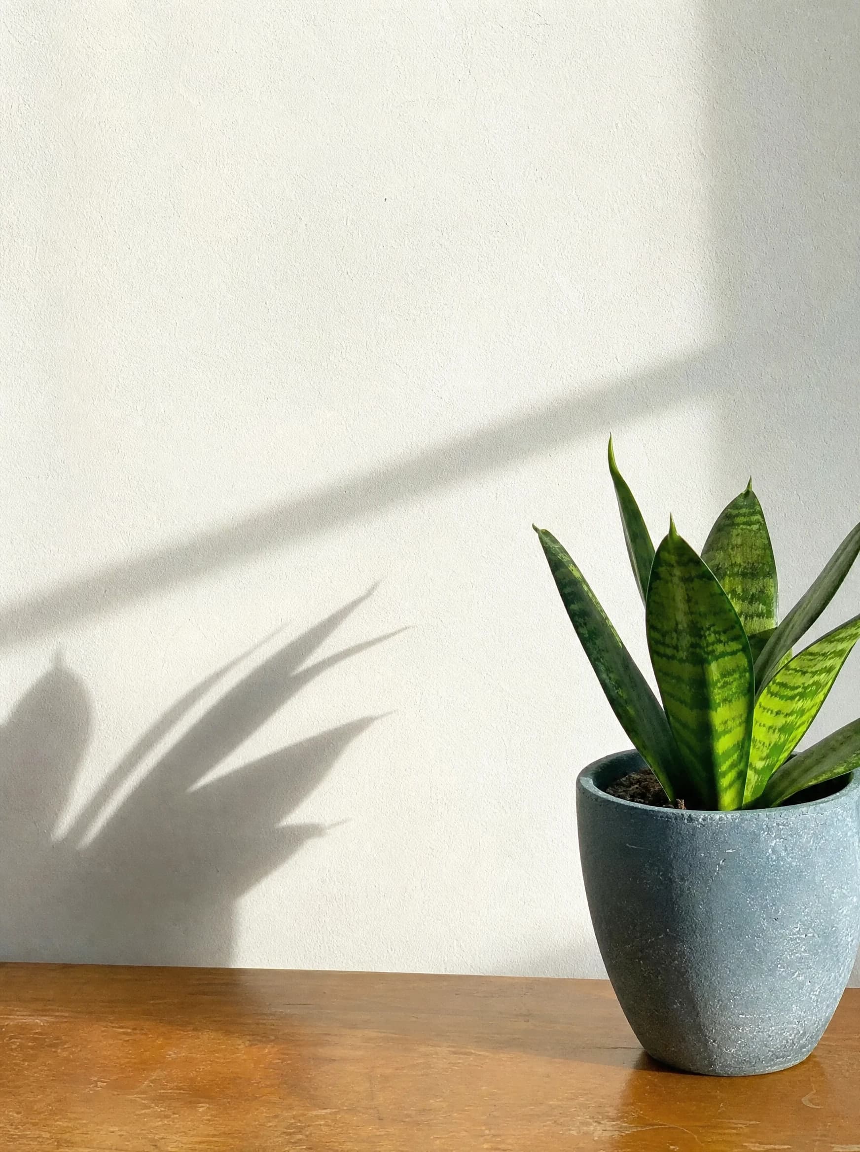 סנסיווריה ירוקה (dracaena trifasciata), סנסיווריה בעציץ טורקיז על שולחן עץ, צל עלים חד על קיר לבן, צמח בית בסלון ובמשרד, משתלת הדר נוי