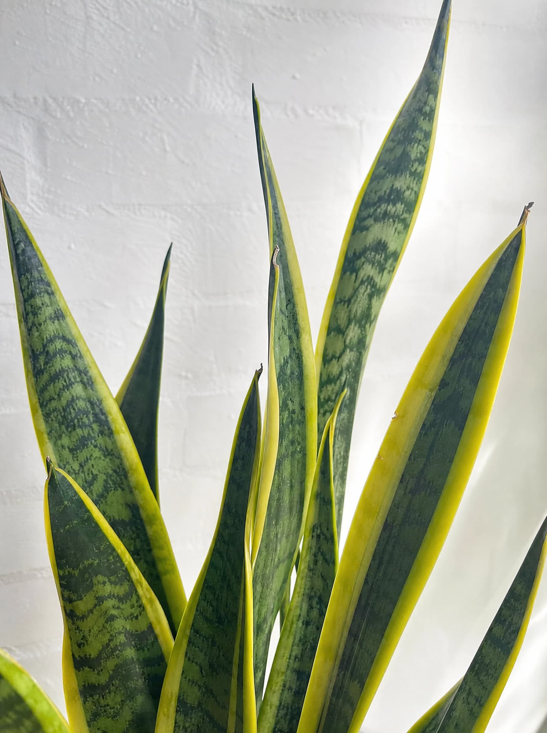 סנסיווריה מגוון עלה ארוך (dracaena trifasciata laurentii) — תקריב עלים, משתלת הדר נוי
