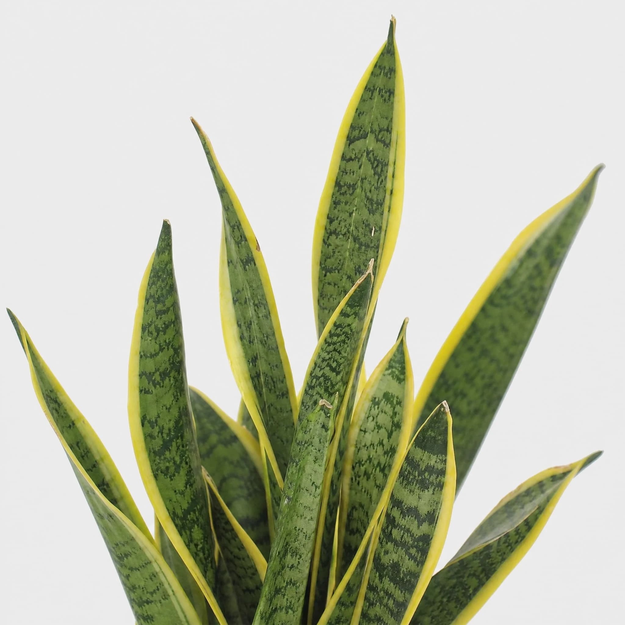 סנסיווריה מגוון עלה ארוך (dracaena trifasciata laurentii) — תקריב עלים, משתלת הדר נוי