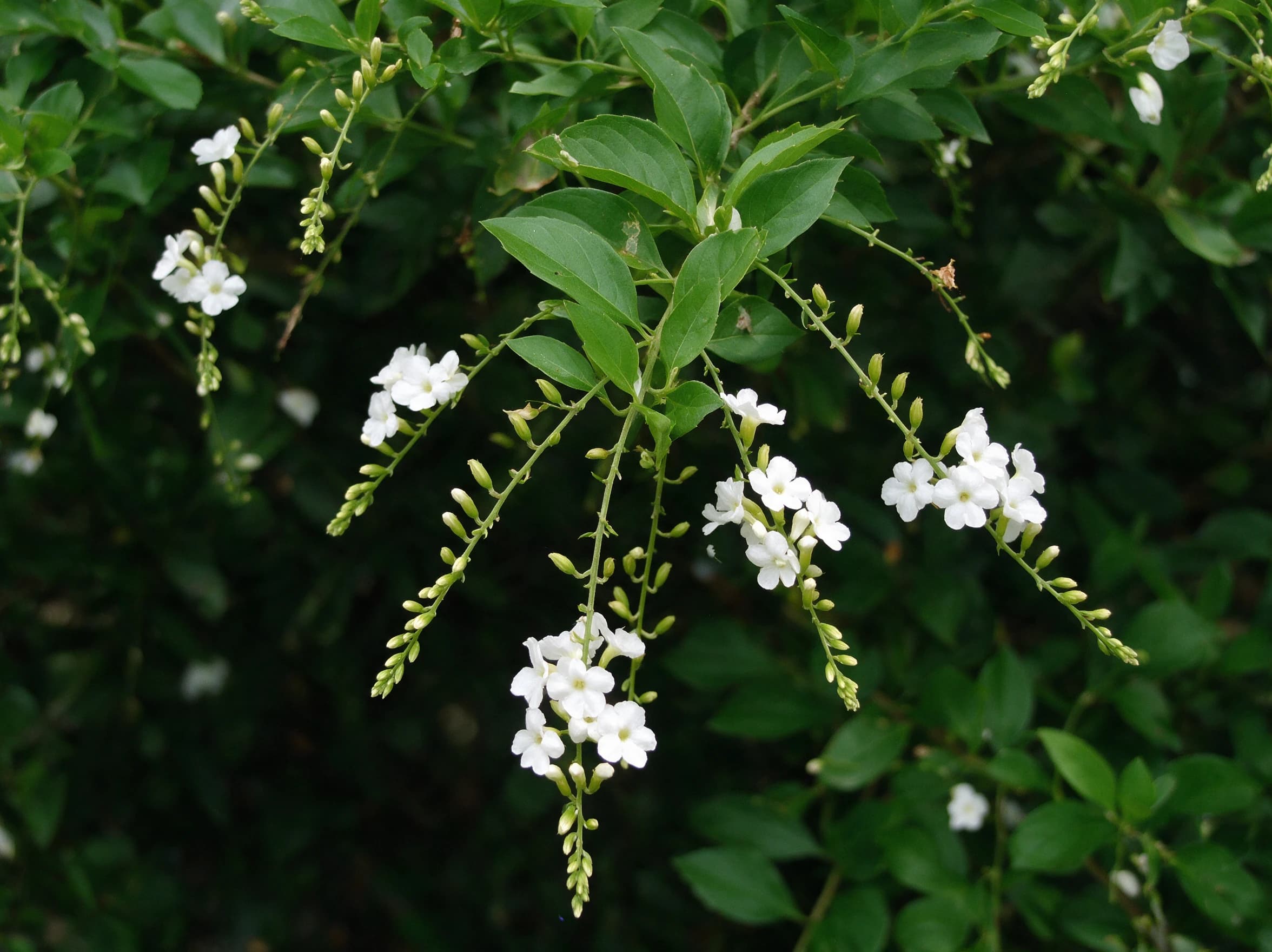 דורנטה גיישה לבנה (duranta erecta) — תקריב פריחה, משתלת הדר נוי