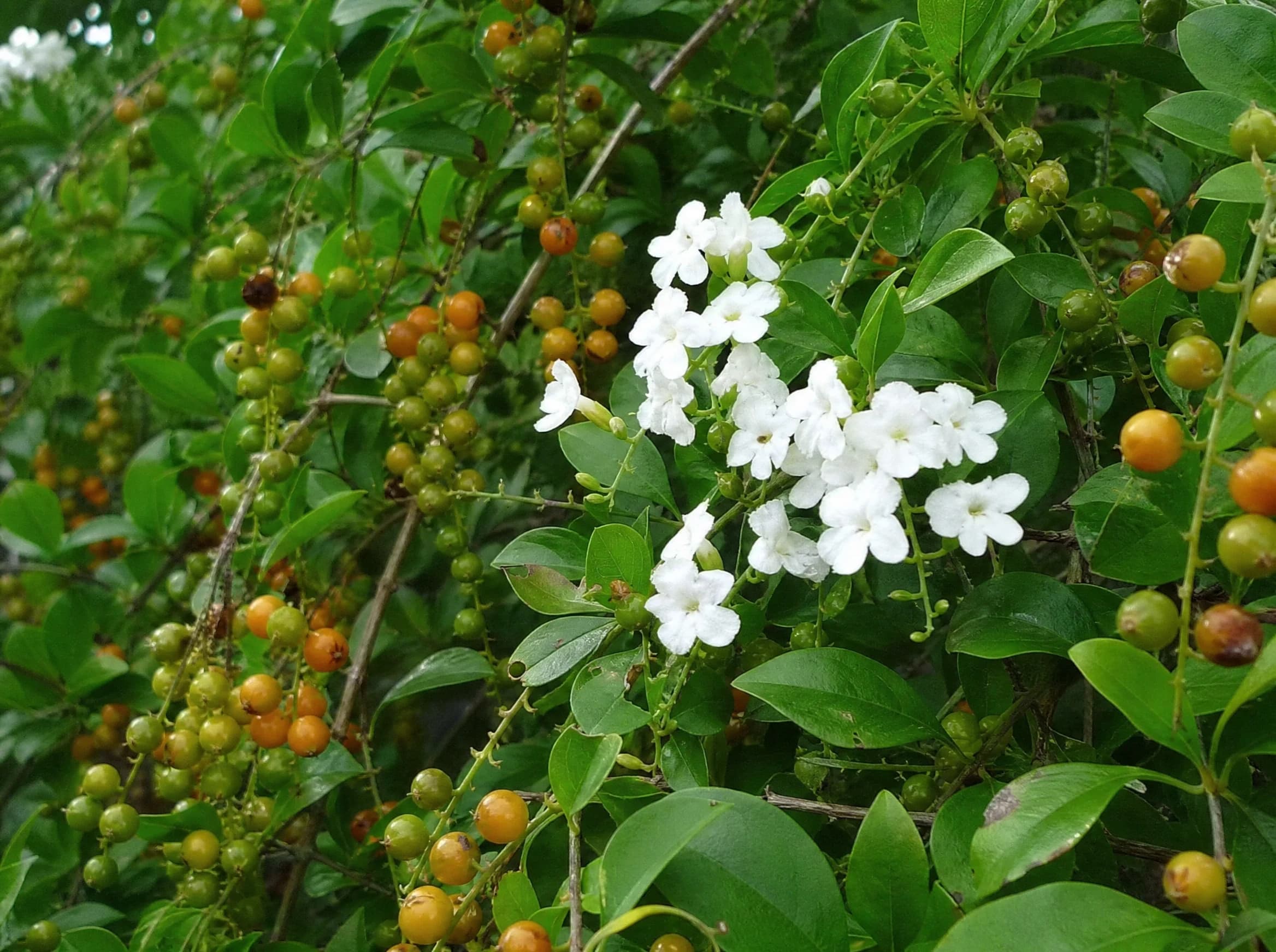 דורנטה גיישה לבנה (duranta erecta) — תקריב פרי, משתלת הדר נוי
