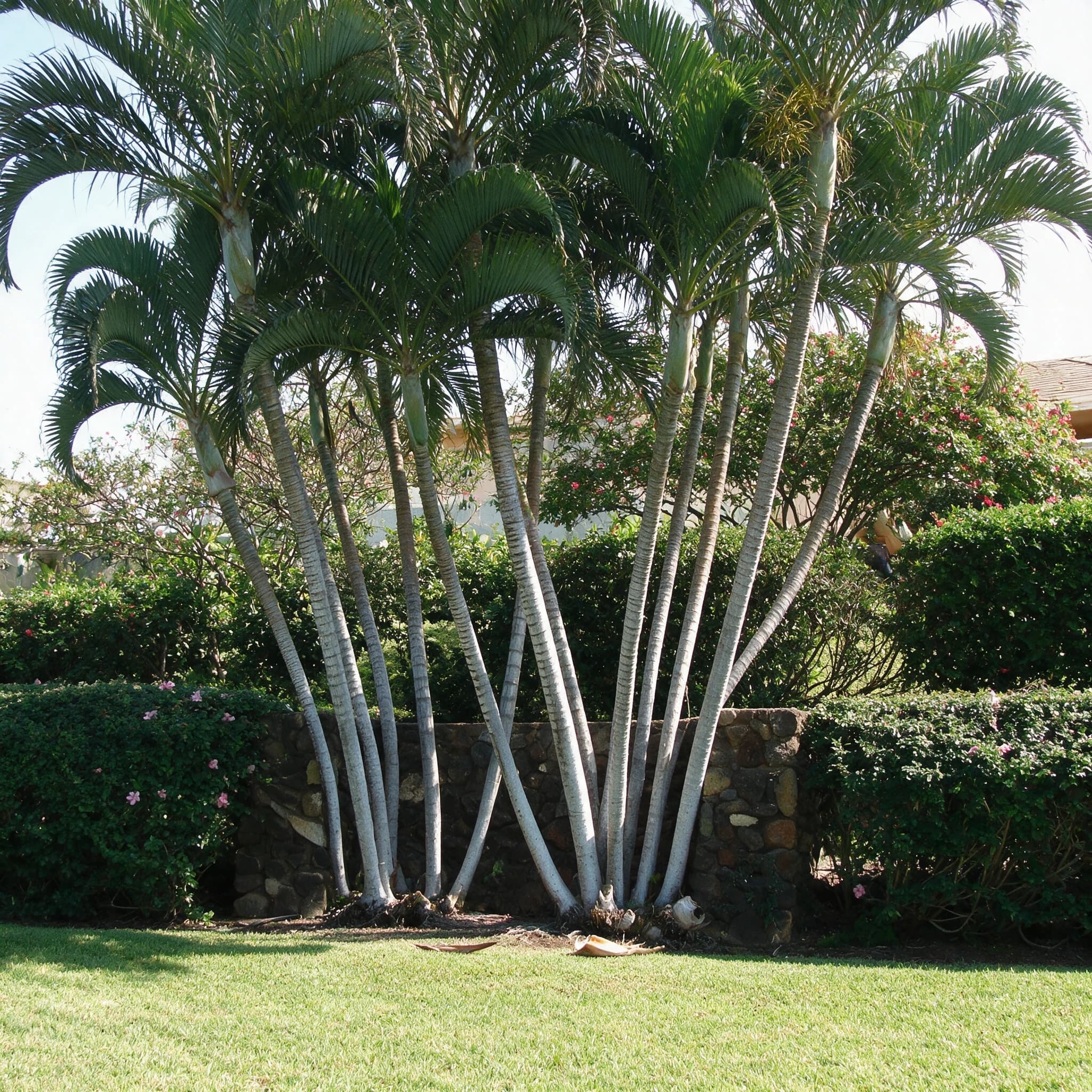 אריקה (dypsis lutescens) — דקל אריקה רב-גזעי כצמח מבטא במדשאה לצד קיר אבן נמוך — צמח מבטא בגינה, משתלת הדר נוי