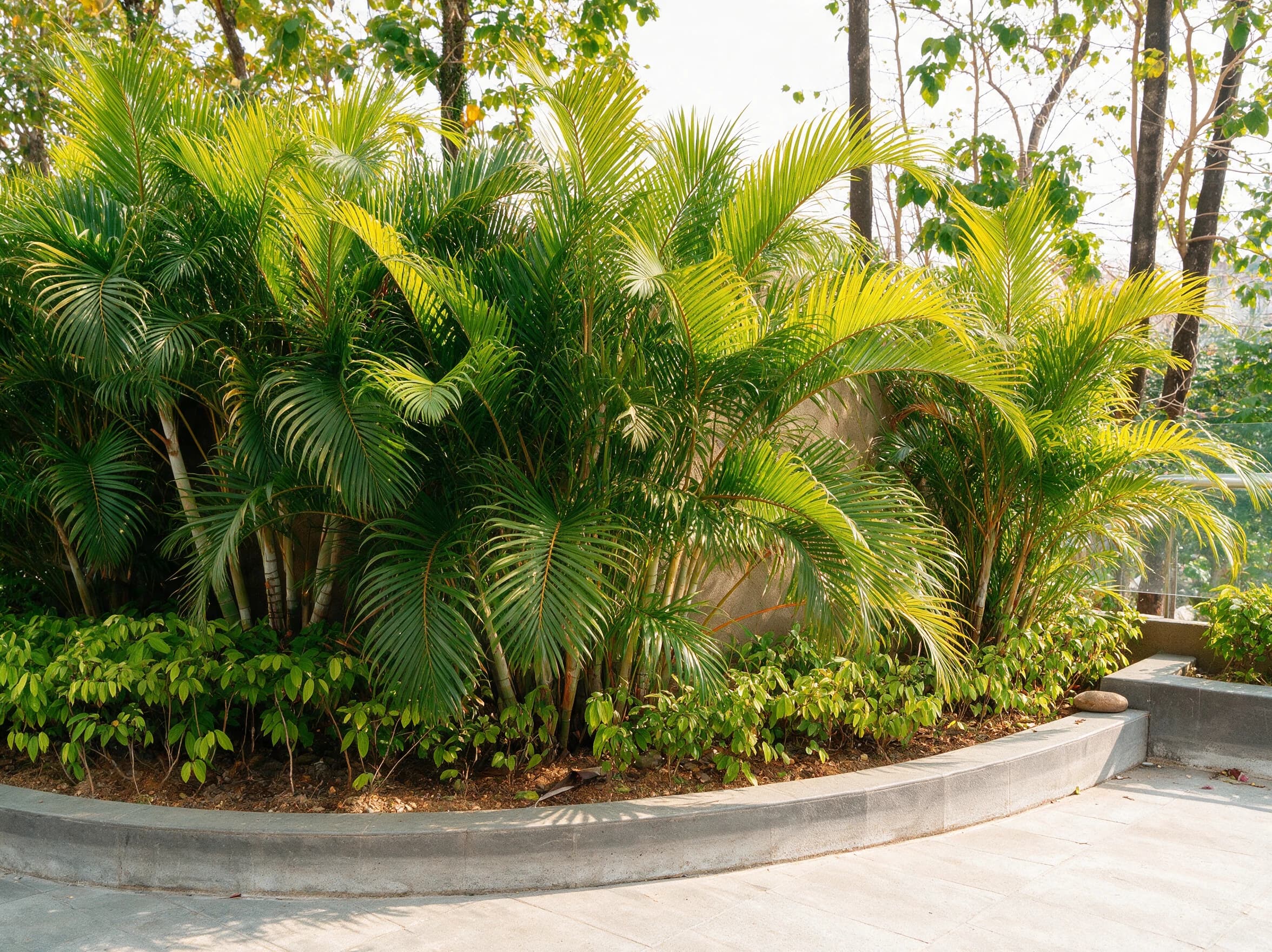 אריקה (dypsis lutescens) — מסת דקלי אריקה כמסך ירוק באדנית מוגבהת בכיכר מרוצפת — מסך ירוק להסתרה, משתלת הדר נוי
