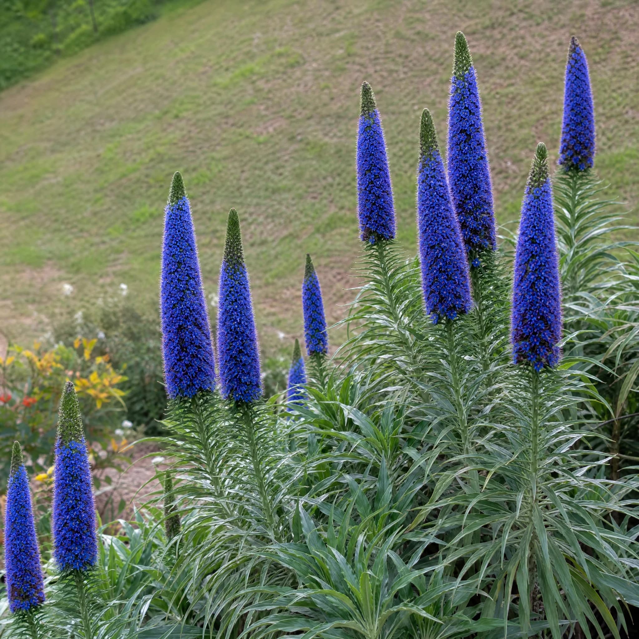 עדעד קנרי (גאוות מדיירה) (echium candicans) — עדעד קנרי עם שיבולים כחולות בערוגה על מדרון דשא — צמח מבטא בגינה, משתלת הדר נוי