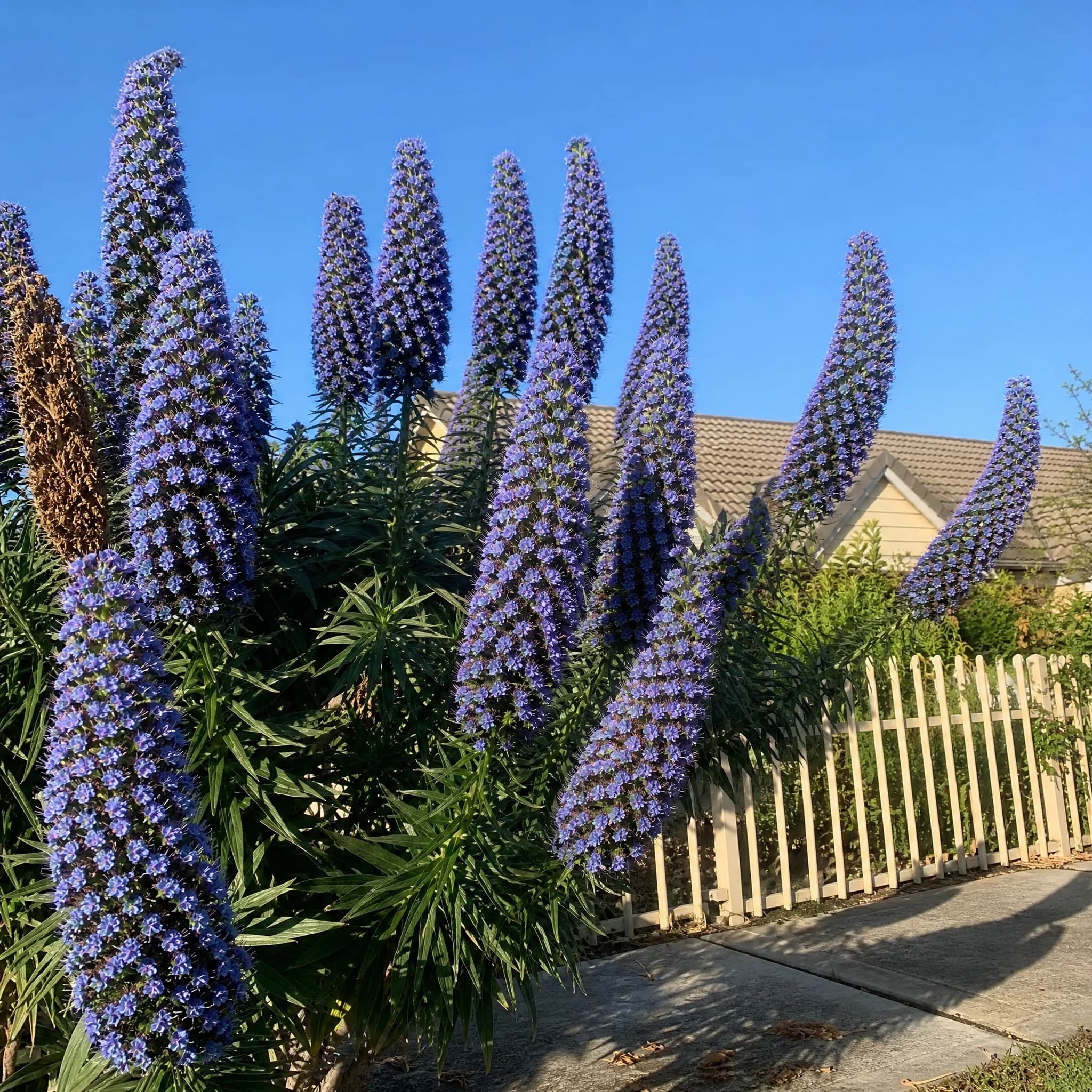עדעד קנרי (גאוות מדיירה) (echium candicans) — עדעד קנרי פורח בכחול בגינה קדמית מול שמיים וגדר עץ — צמח מבטא בגינה, משתלת הדר נוי