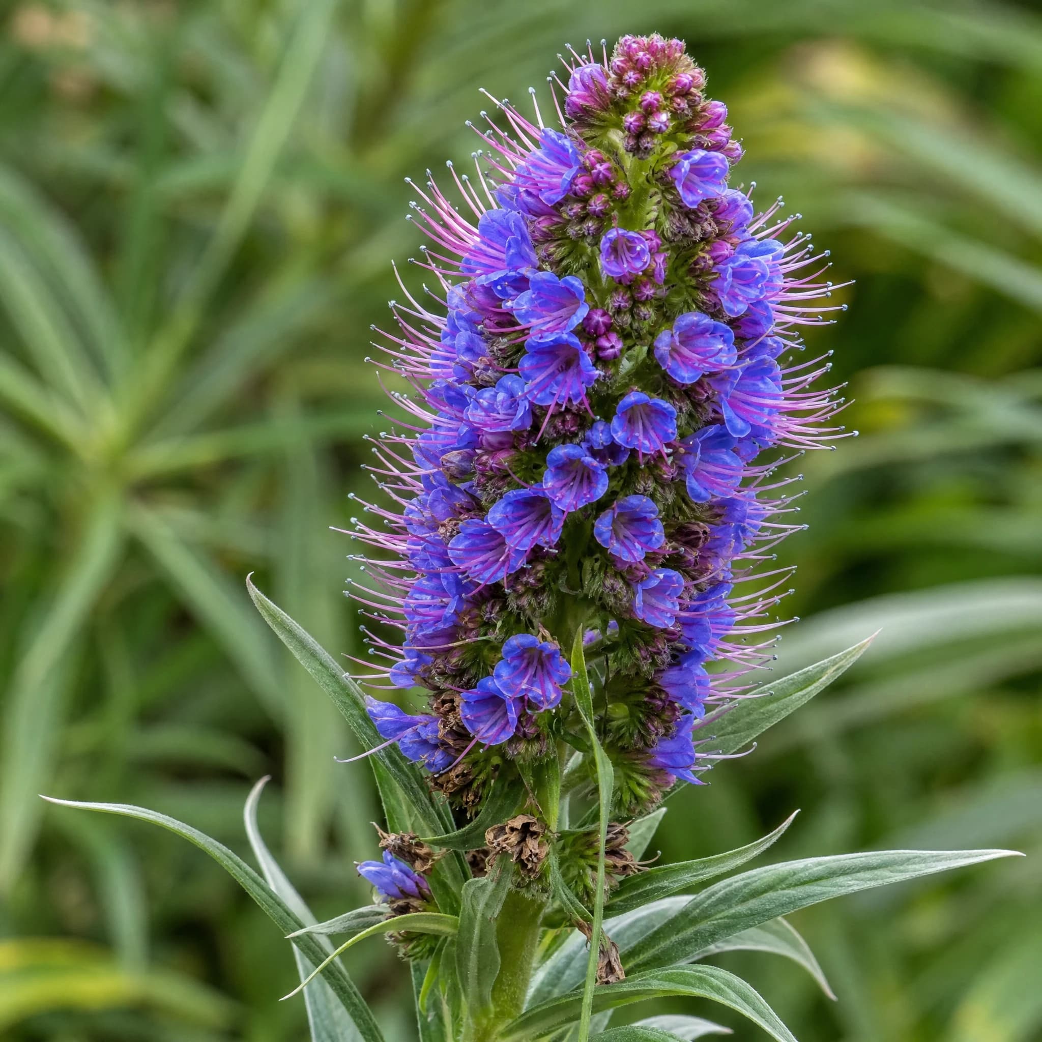 עדעד קנרי (גאוות מדיירה) (echium candicans) — תקריב פריחה, משתלת הדר נוי