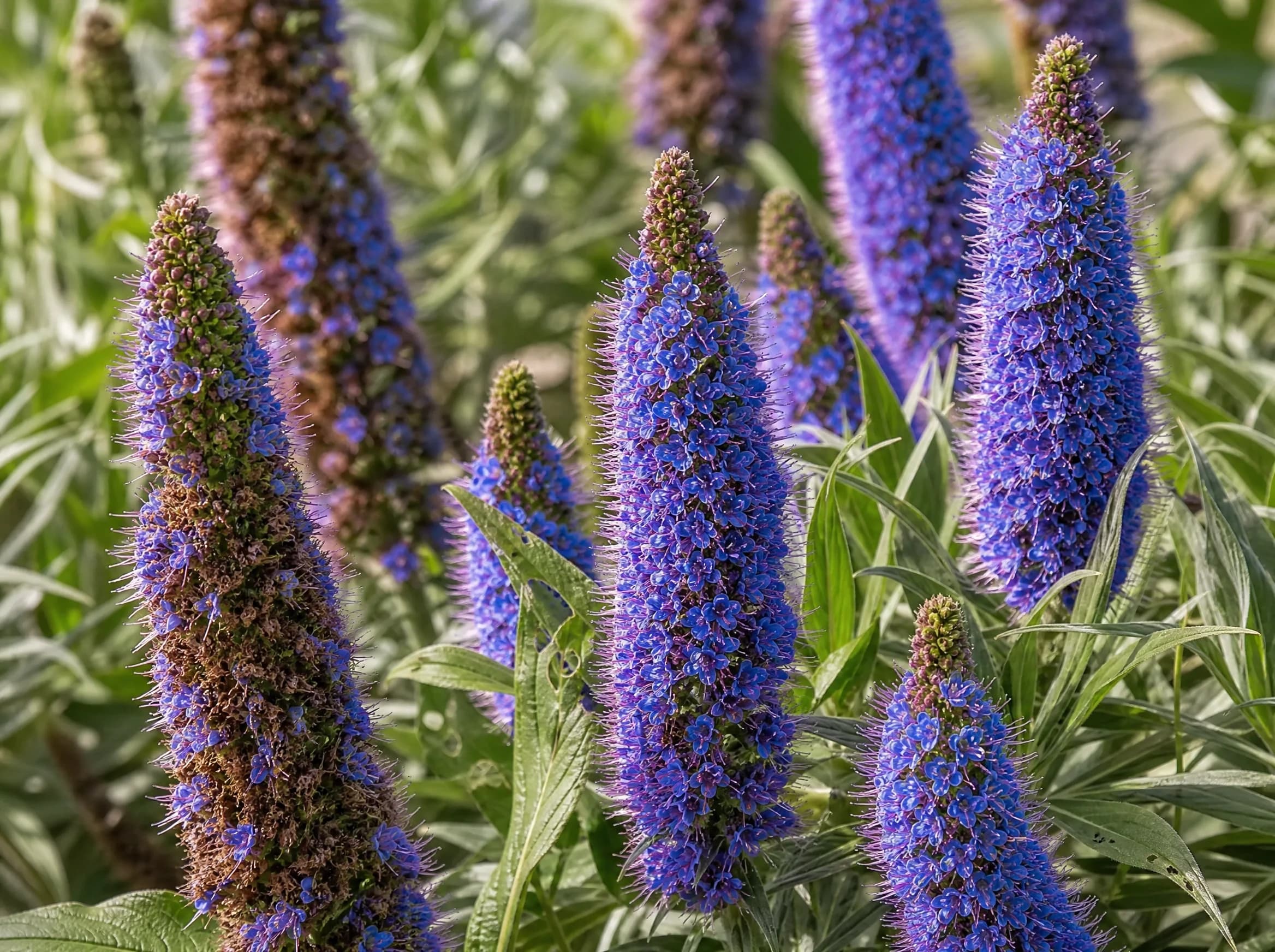 עדעד קנרי (גאוות מדיירה) (echium candicans) — תקריב פריחה, משתלת הדר נוי