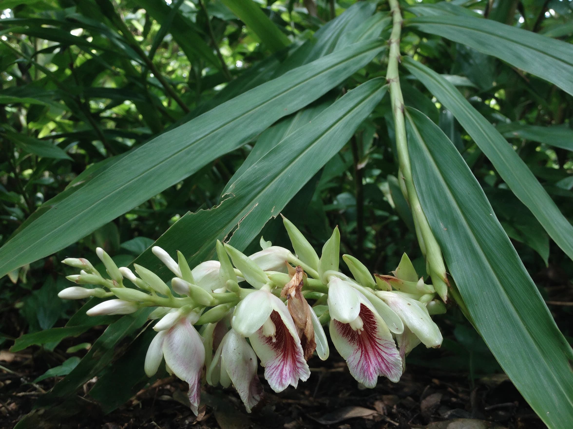 קרדמון (הל) (elettaria cardamomum) — תקריב פריחה, משתלת הדר נוי