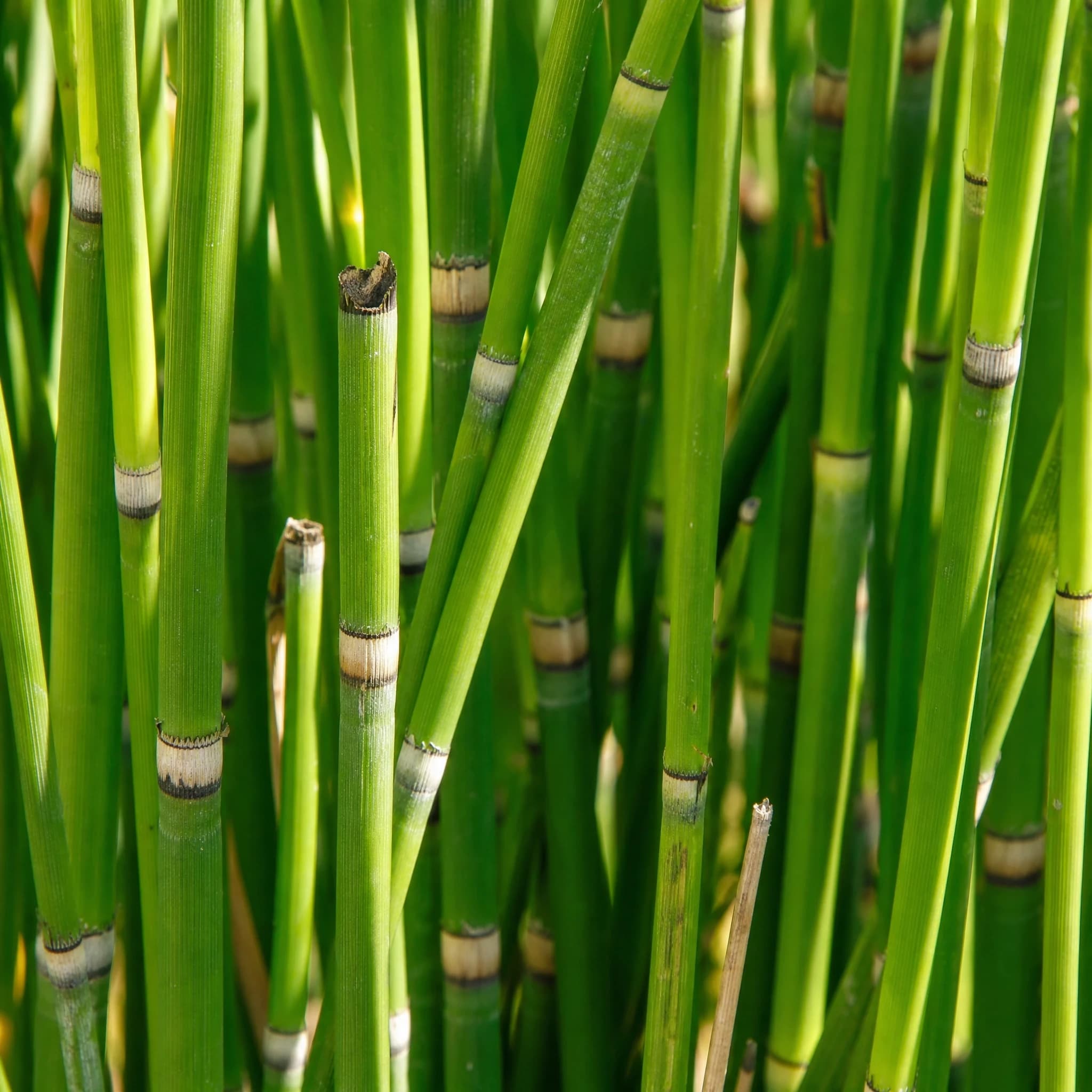 שבטבט (זנב סוס) (equisetum hyemale) — תקריב עלים, משתלת הדר נוי