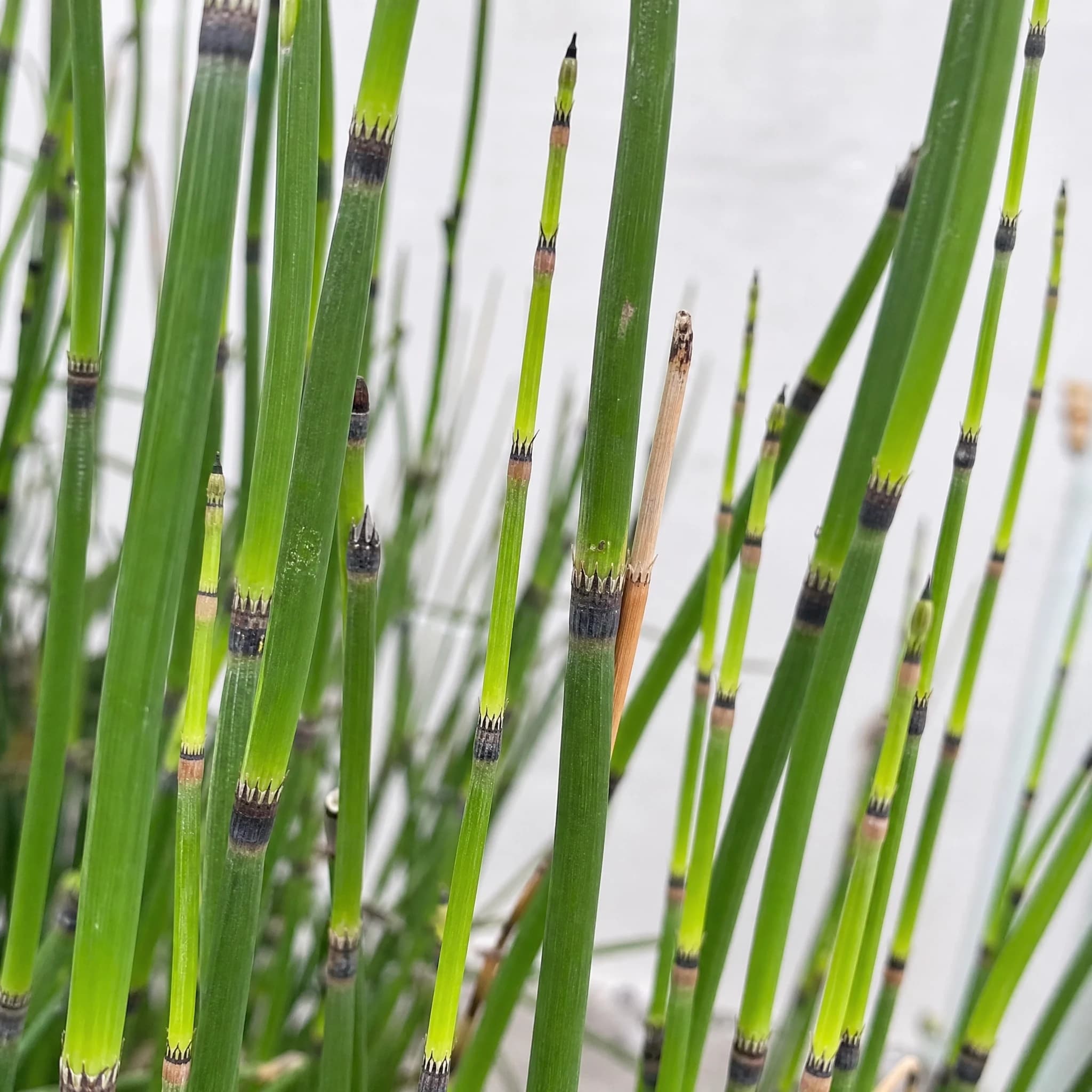 שבטבט (זנב סוס) (equisetum hyemale) — תקריב עלים, משתלת הדר נוי