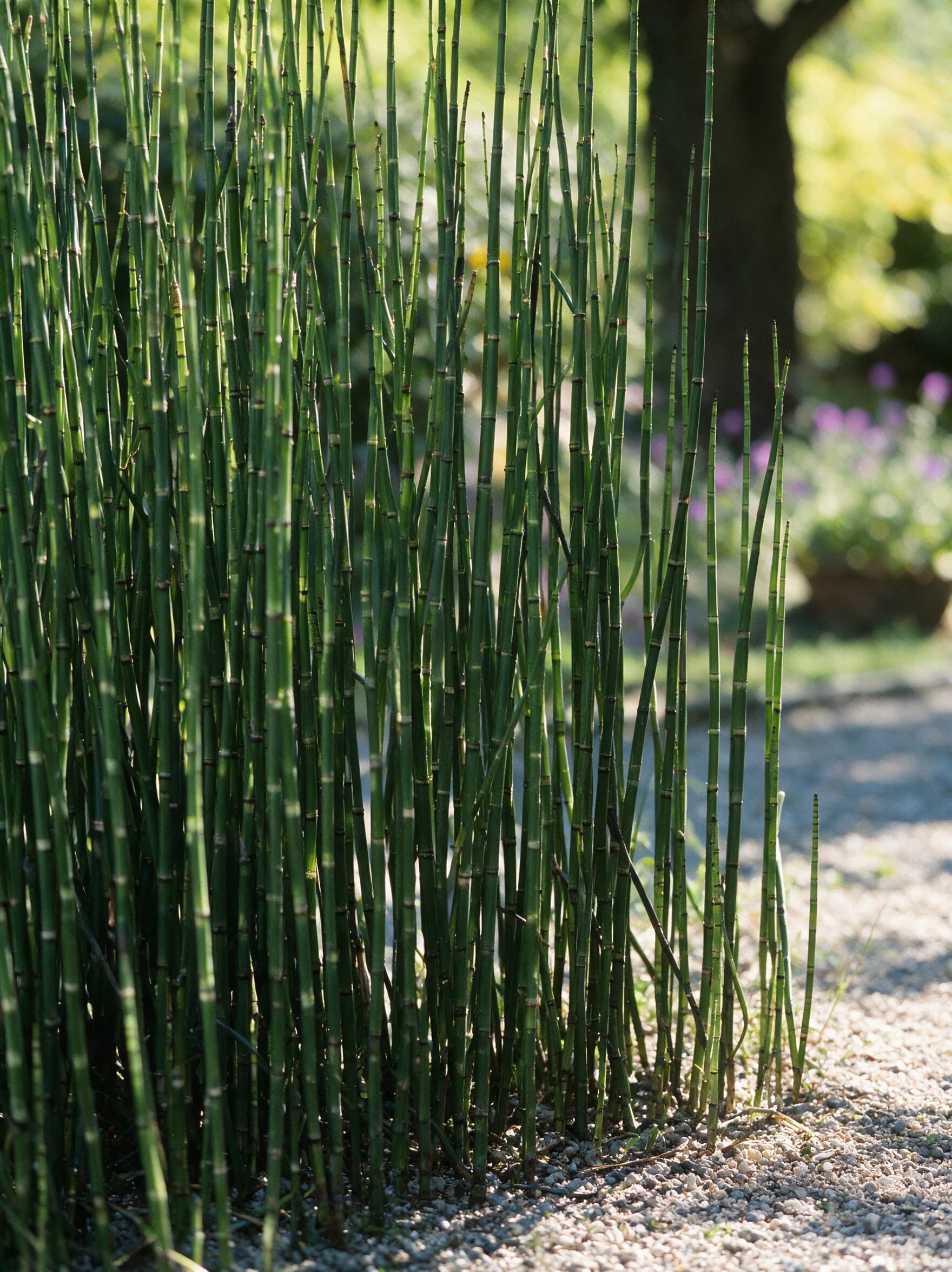 שבטבט (זנב סוס) (equisetum hyemale) — מסך אנכי צפוף של שבטבט לאורך שביל חצץ — מסך ירוק להסתרה, משתלת הדר נוי