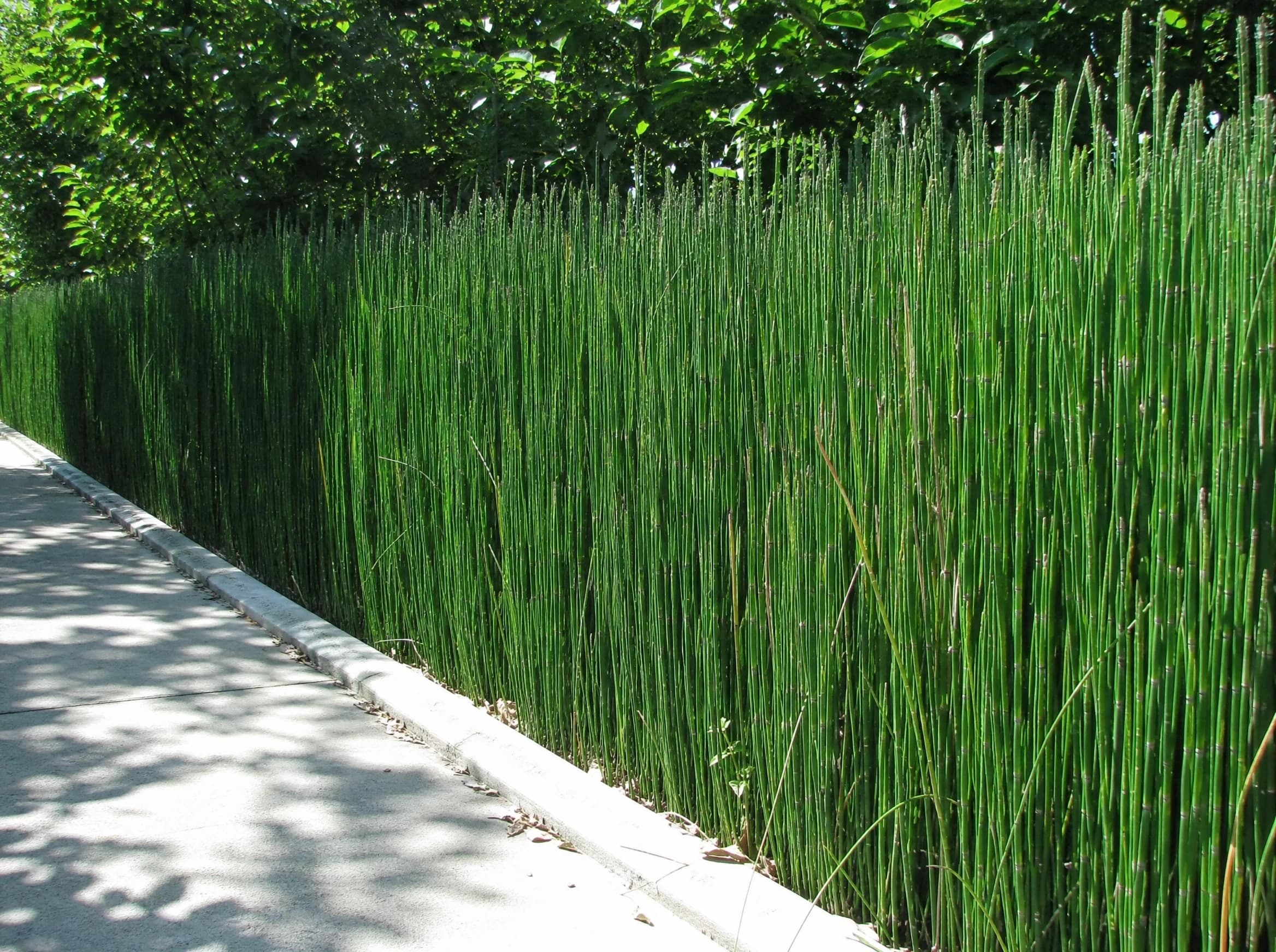 שבטבט (זנב סוס) (equisetum hyemale) — מסך שבטבט גבוה וצפוף לאורך שביל בטון מוצל — מסך ירוק להסתרה, משתלת הדר נוי