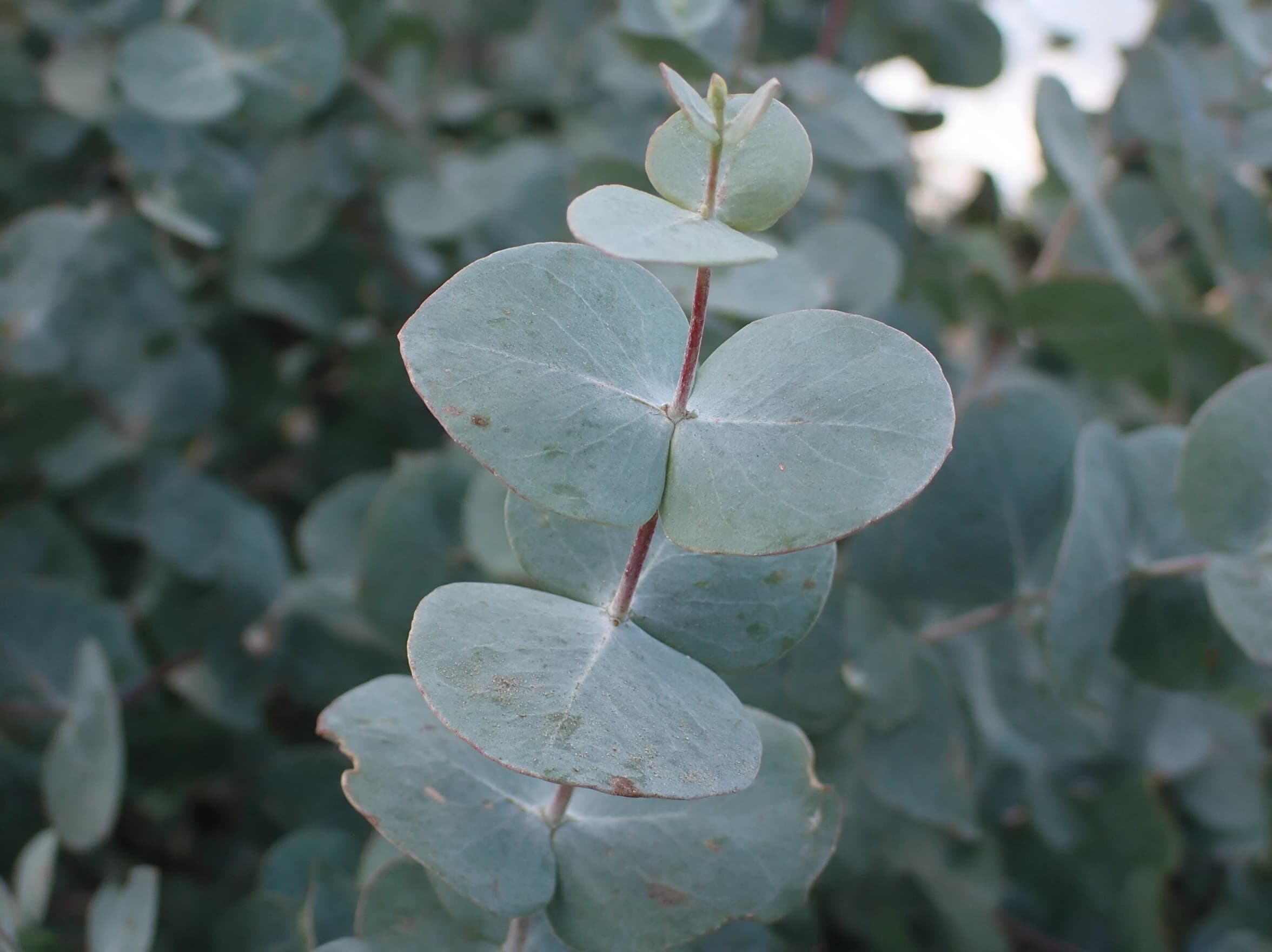 אקליפטוס כדורי (eucalyptus cinerea) — תקריב עלים, משתלת הדר נוי