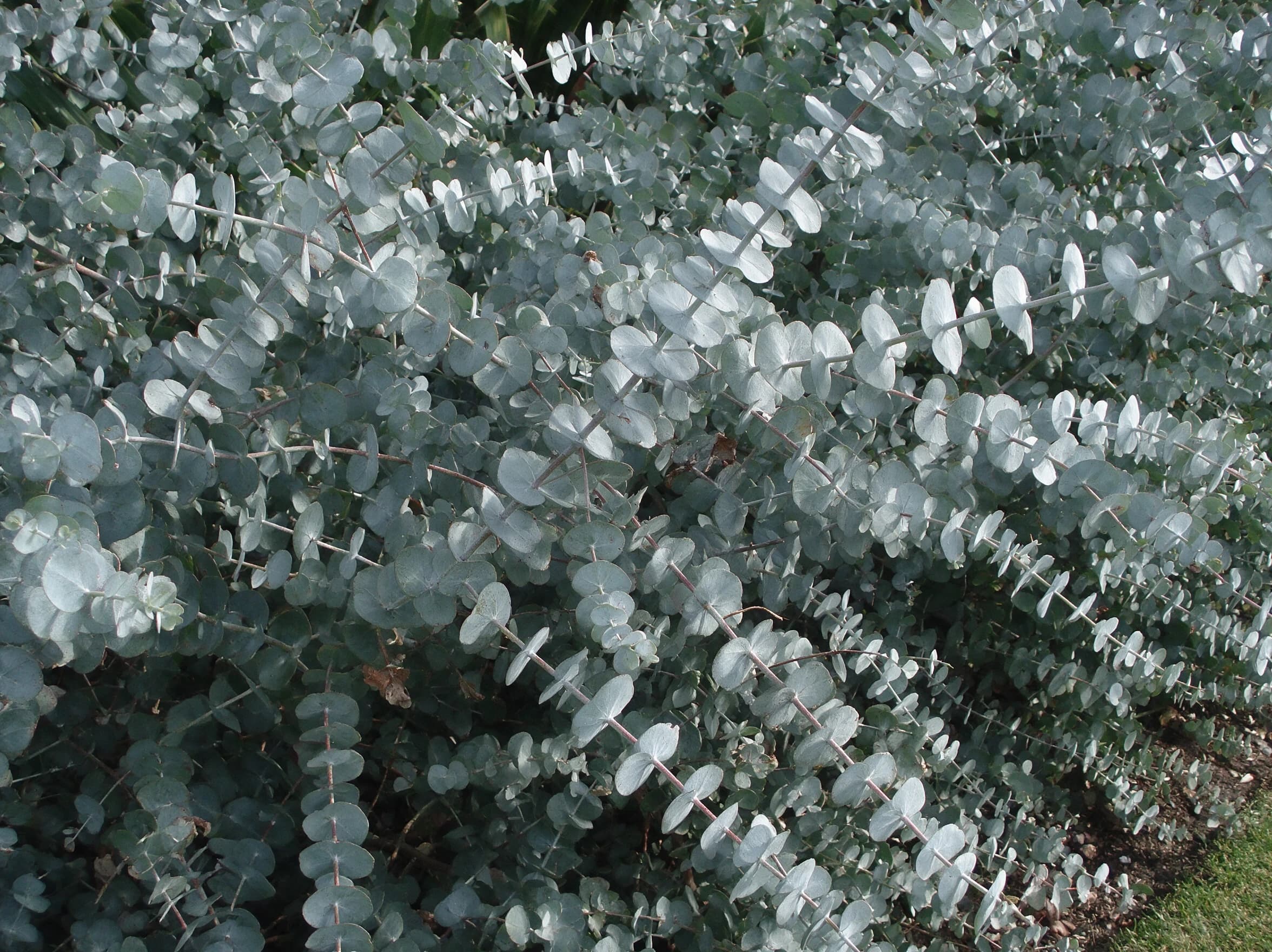 אקליפטוס כדורי (eucalyptus cinerea) — תקריב עלים, משתלת הדר נוי